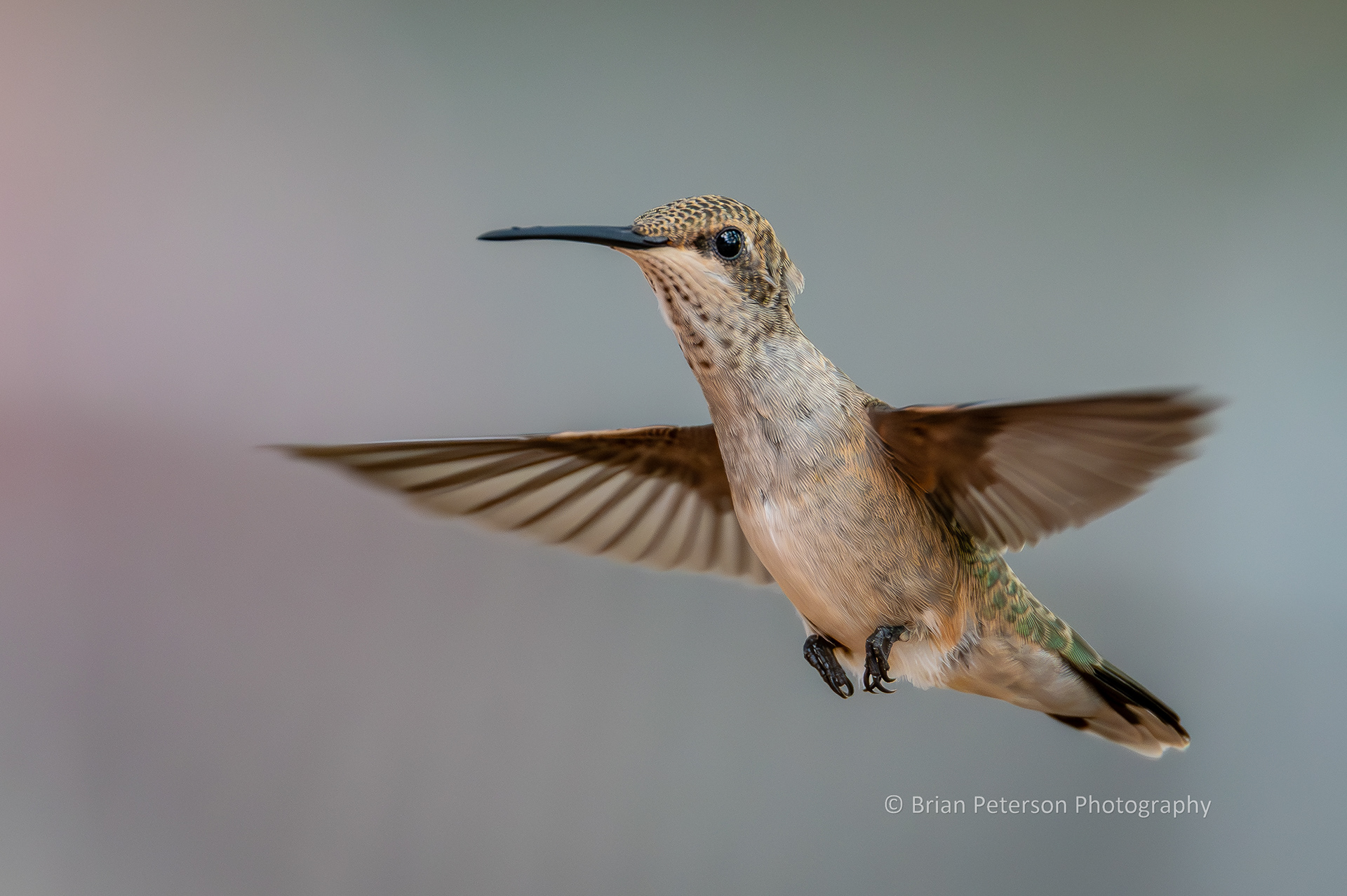 Female black-chinned hummingbird flying in her natural environment.