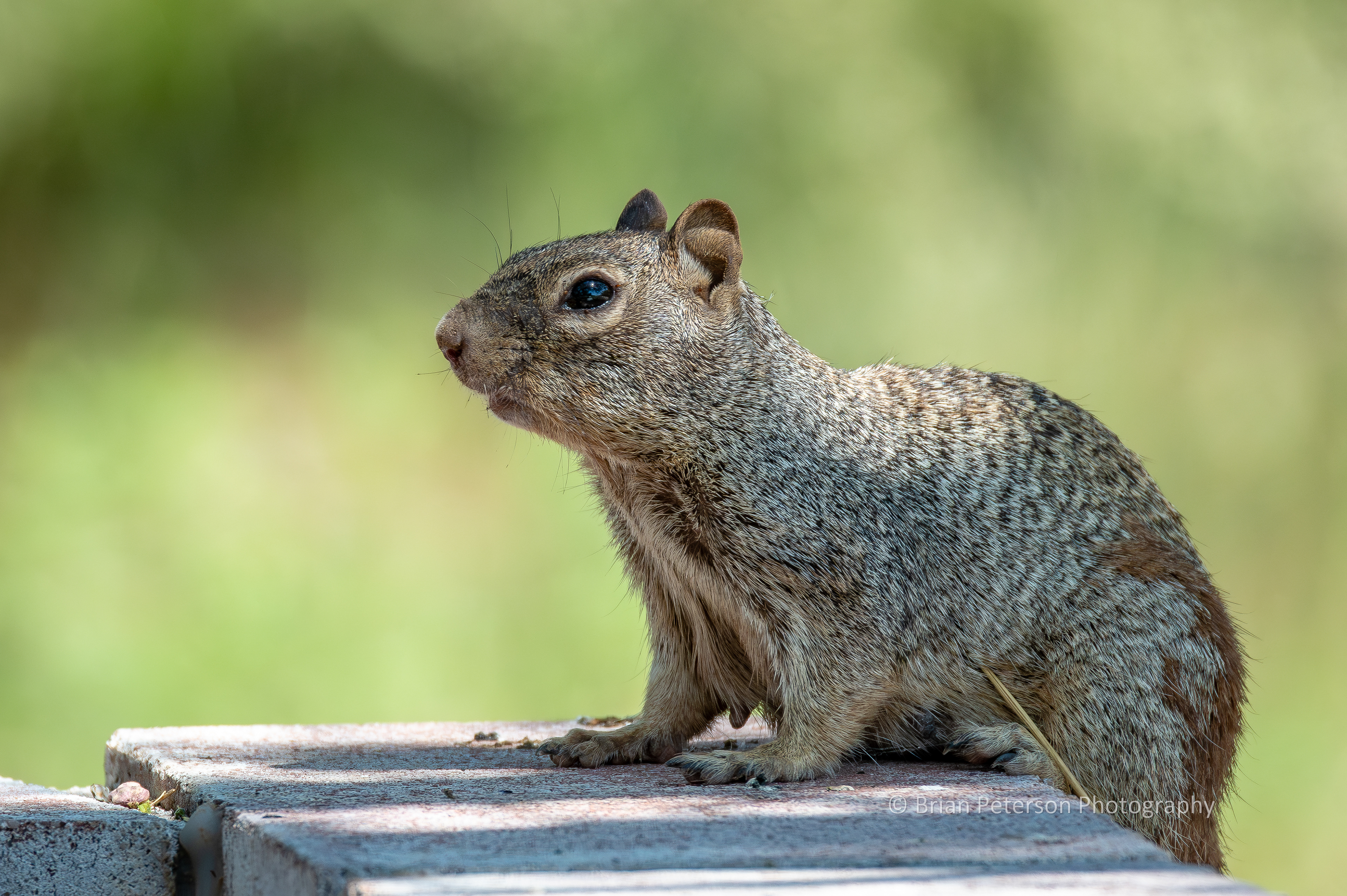 Female rock squirrel comes to my birding spot for the sunflower seeds and peanuts.