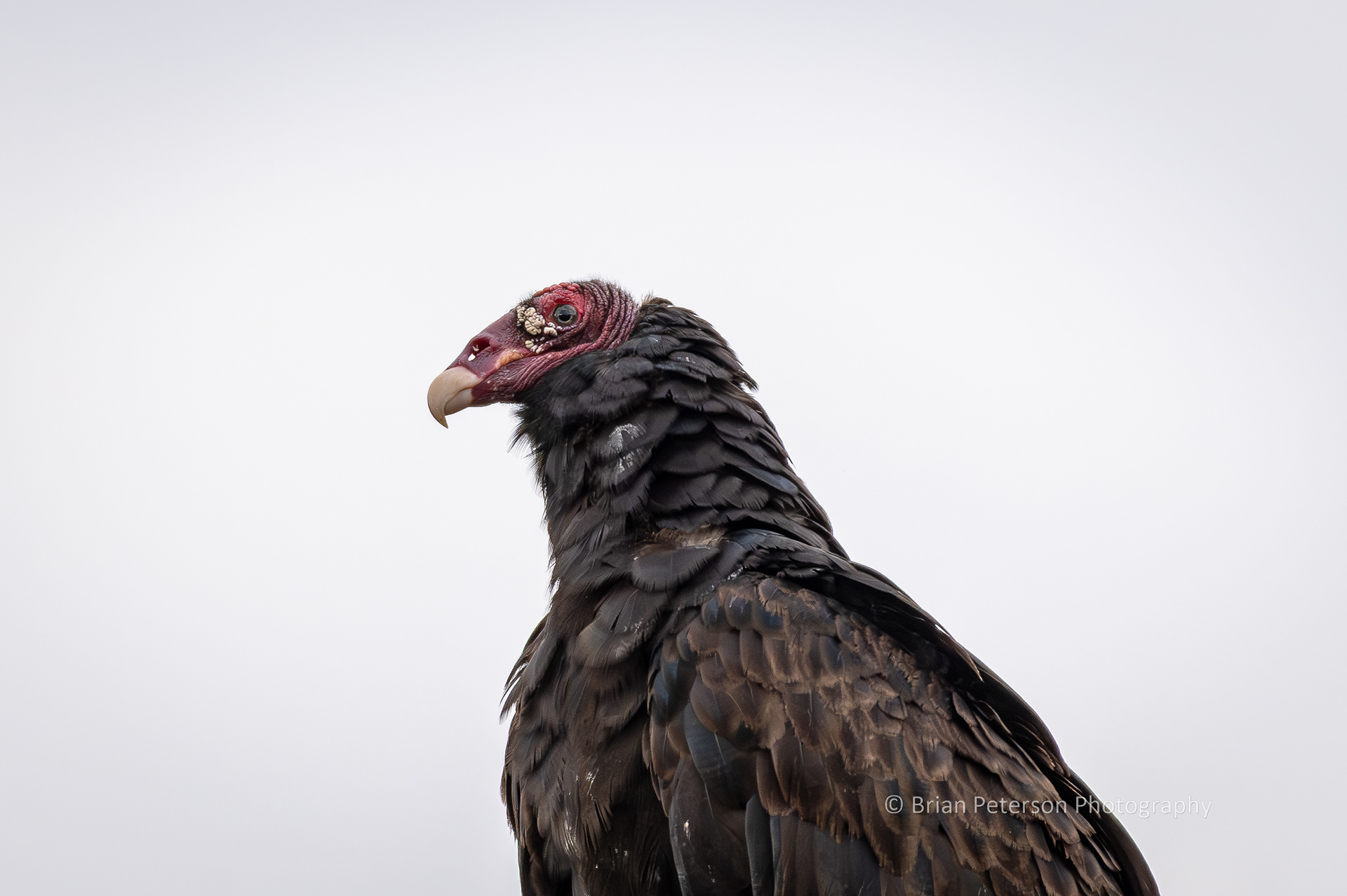 Adult turkey vulture closeup.