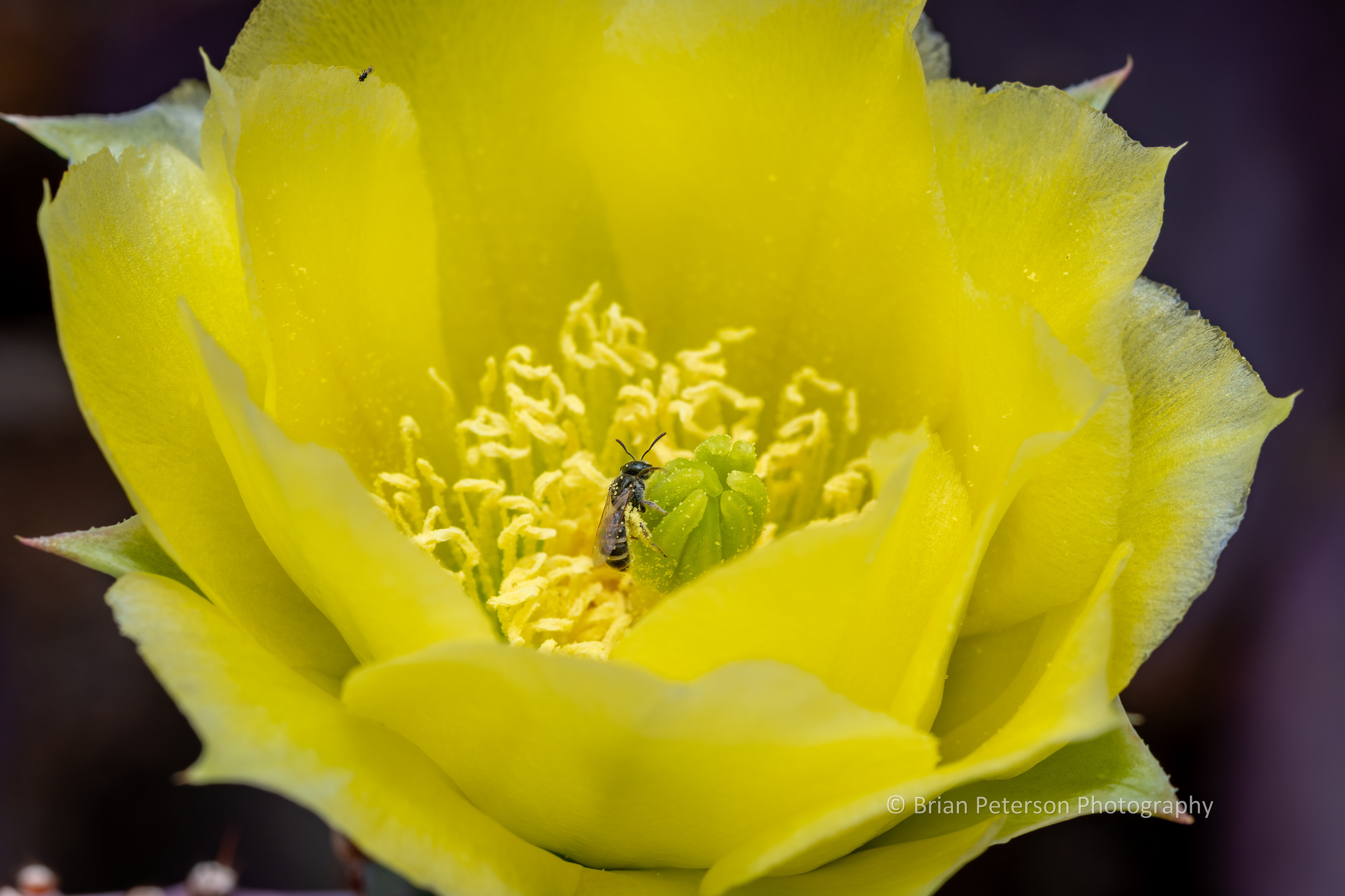 Macrophotography: There's a tiny native bee in the center of this prickly pear cactus flower.