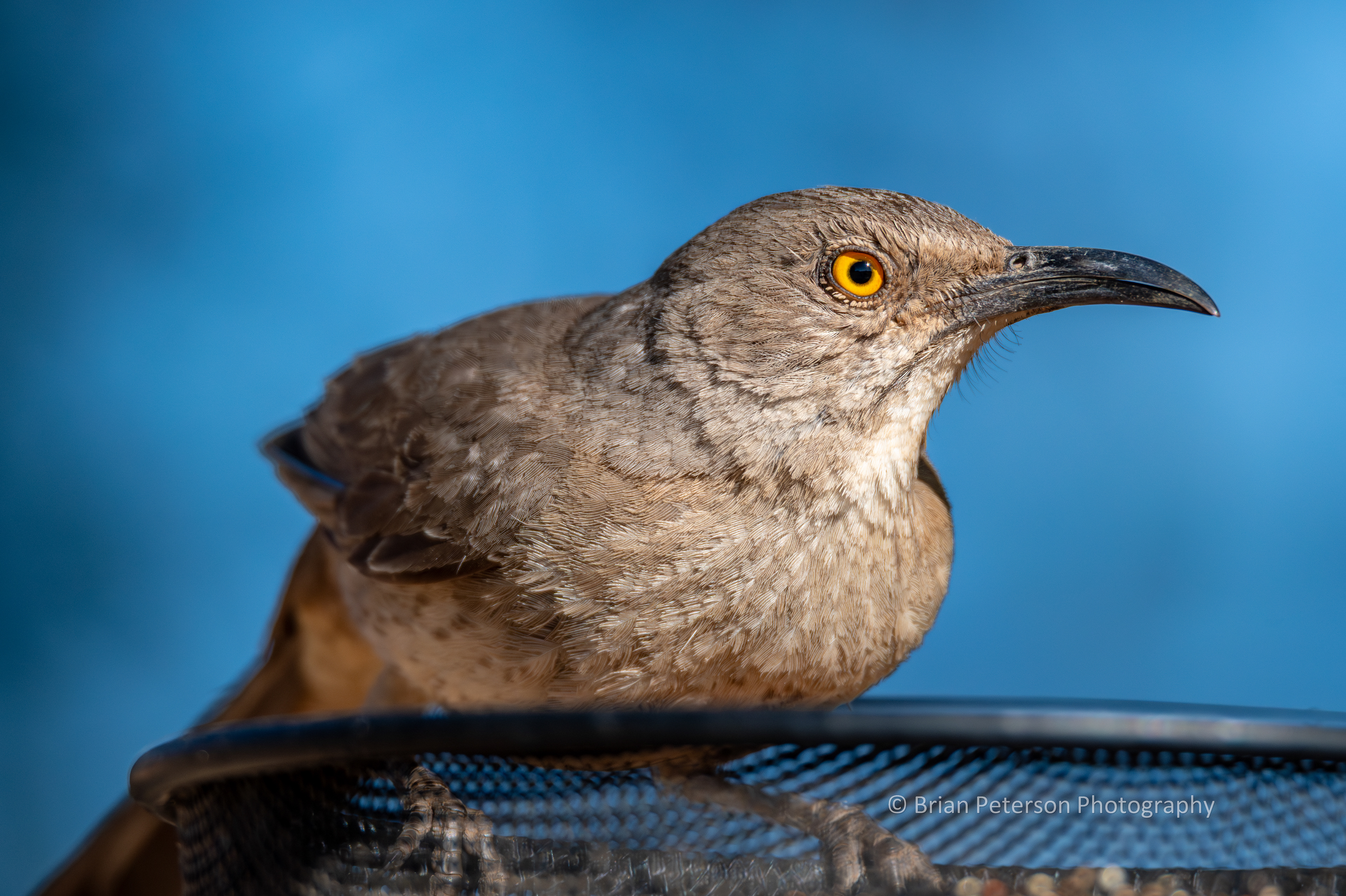 Curve-billed thrasher closeup. Look at the feather detail.