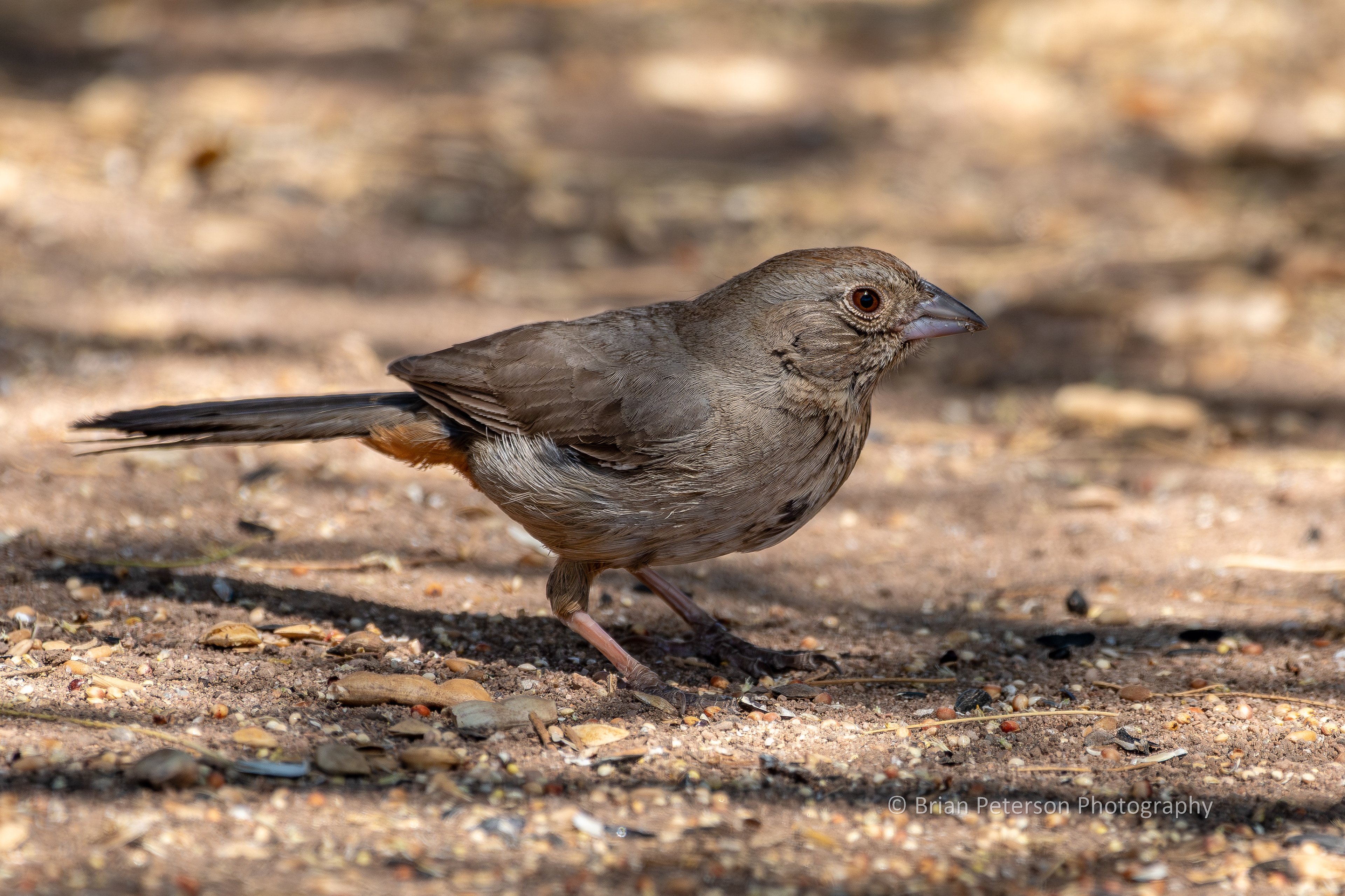 Canyon towhee is the official nondescript brown bird of my backyard.