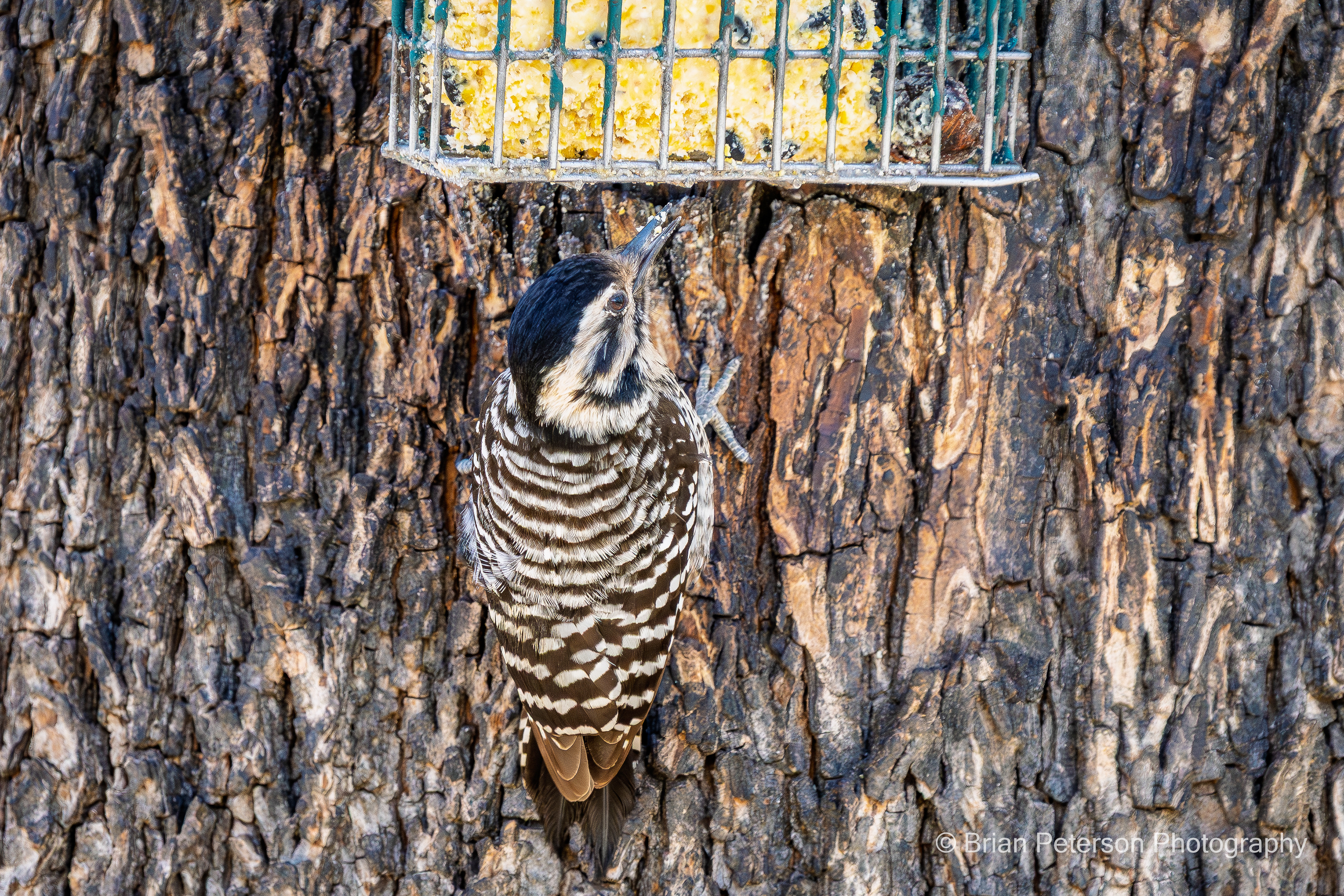Female Ladder-backed woodpecker