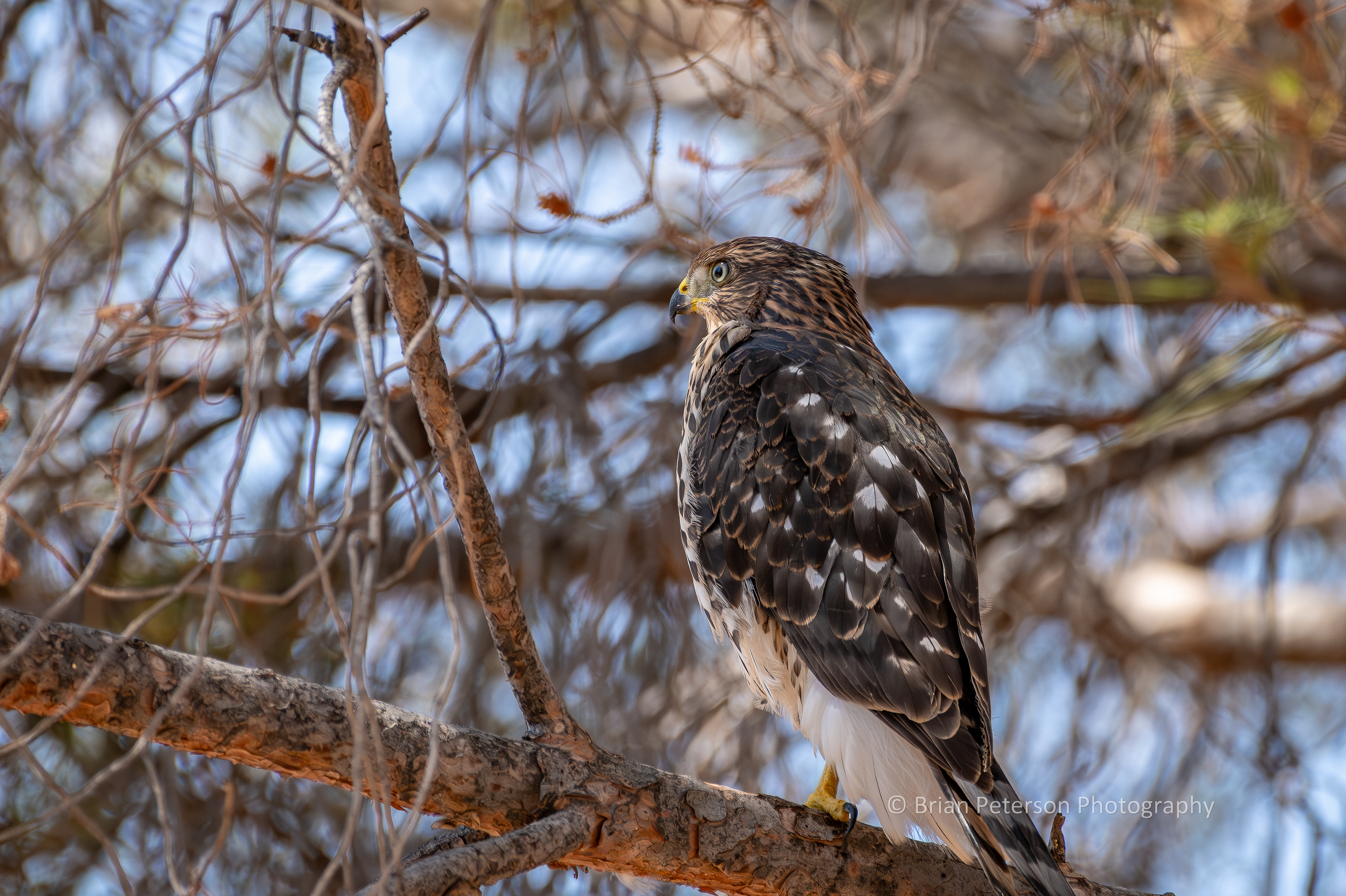 In the pine tree in my front yard.