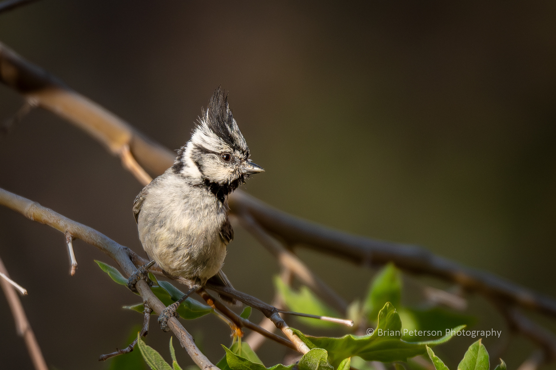 Bridled titmouse.