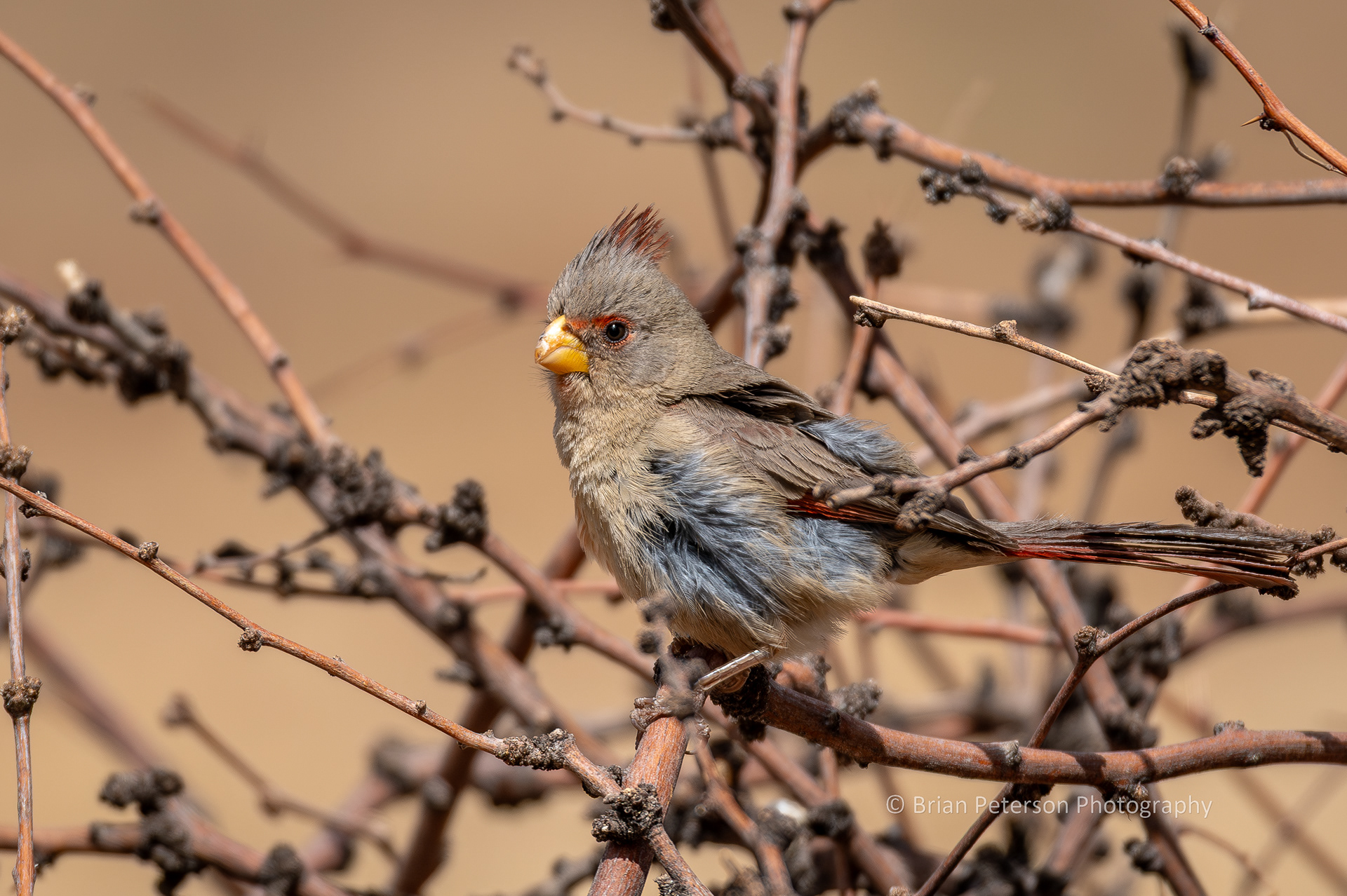 Female pyrrhuloxia atop the habitat pile.
