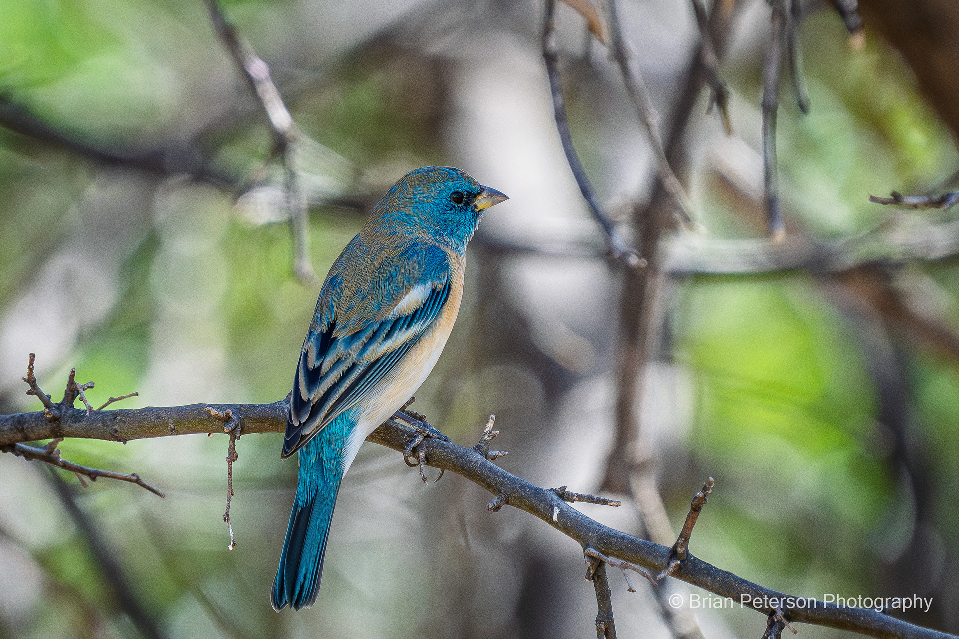 Male Lazuli Bunting