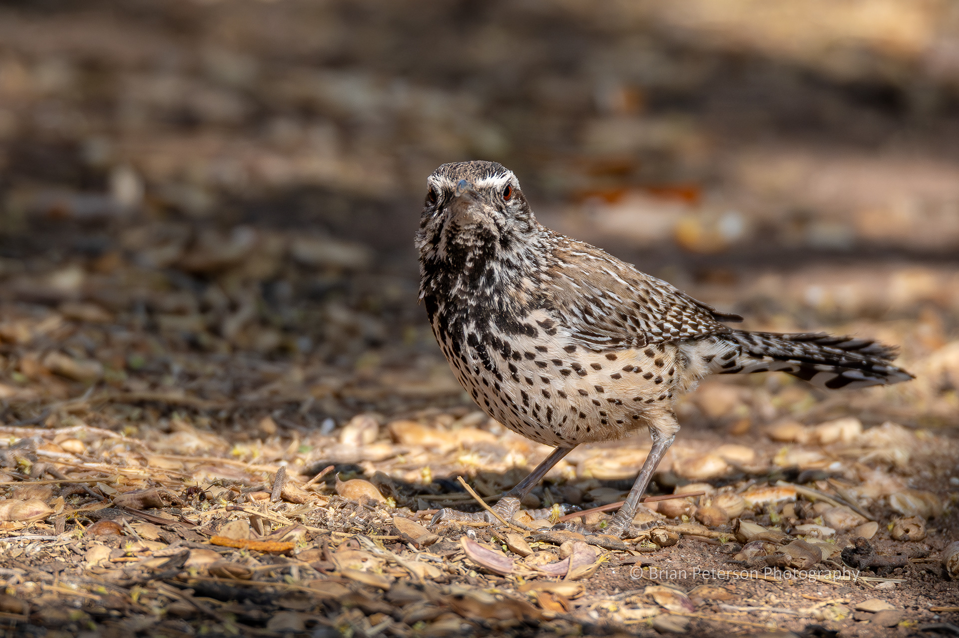 Cactus wren takes a pause from foraging to look at the camera.