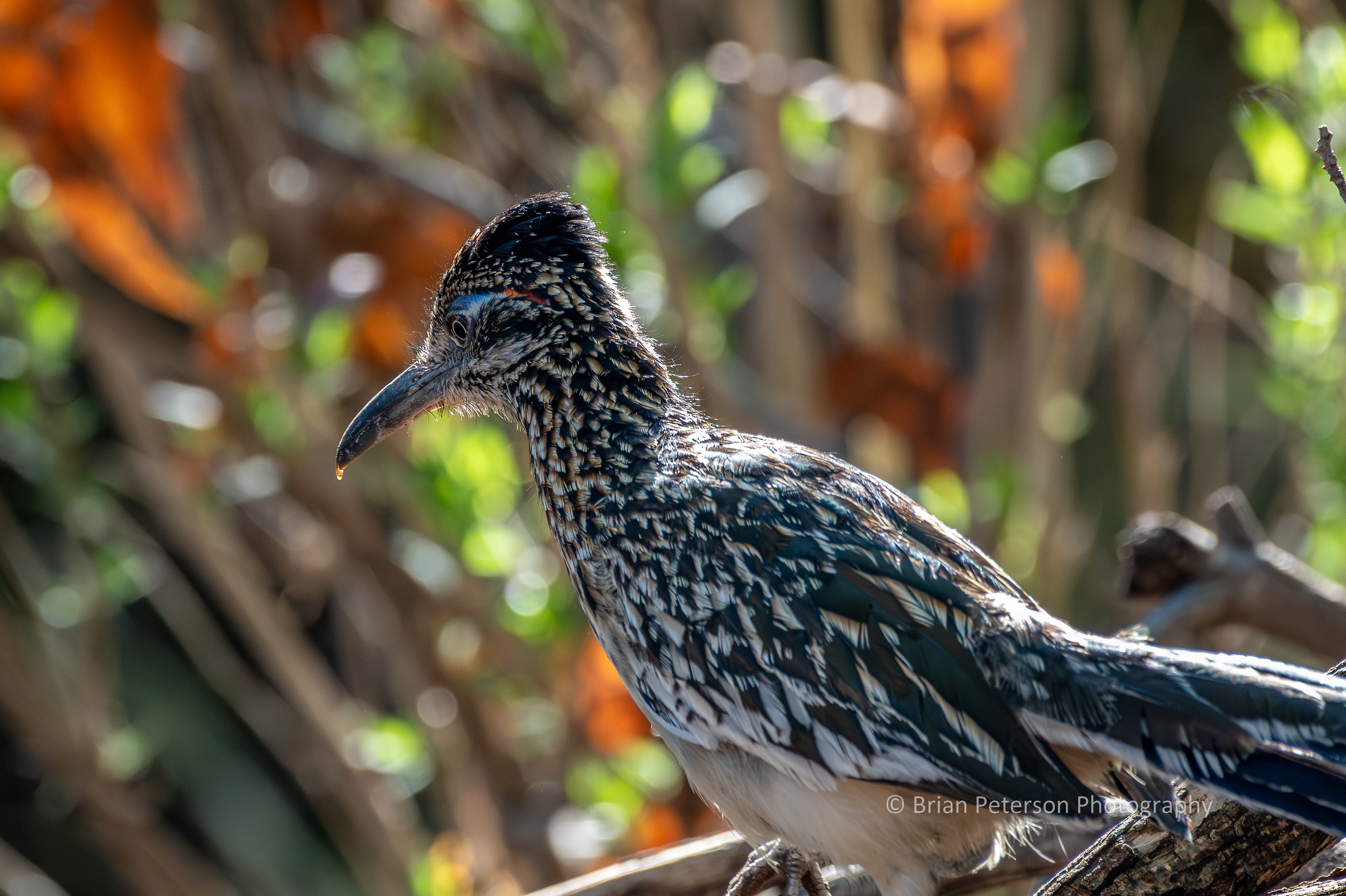 The Founding Fathers would have considered making the roadrunner the National Bird, but they didn't know it existed yet, so that didn't happen.