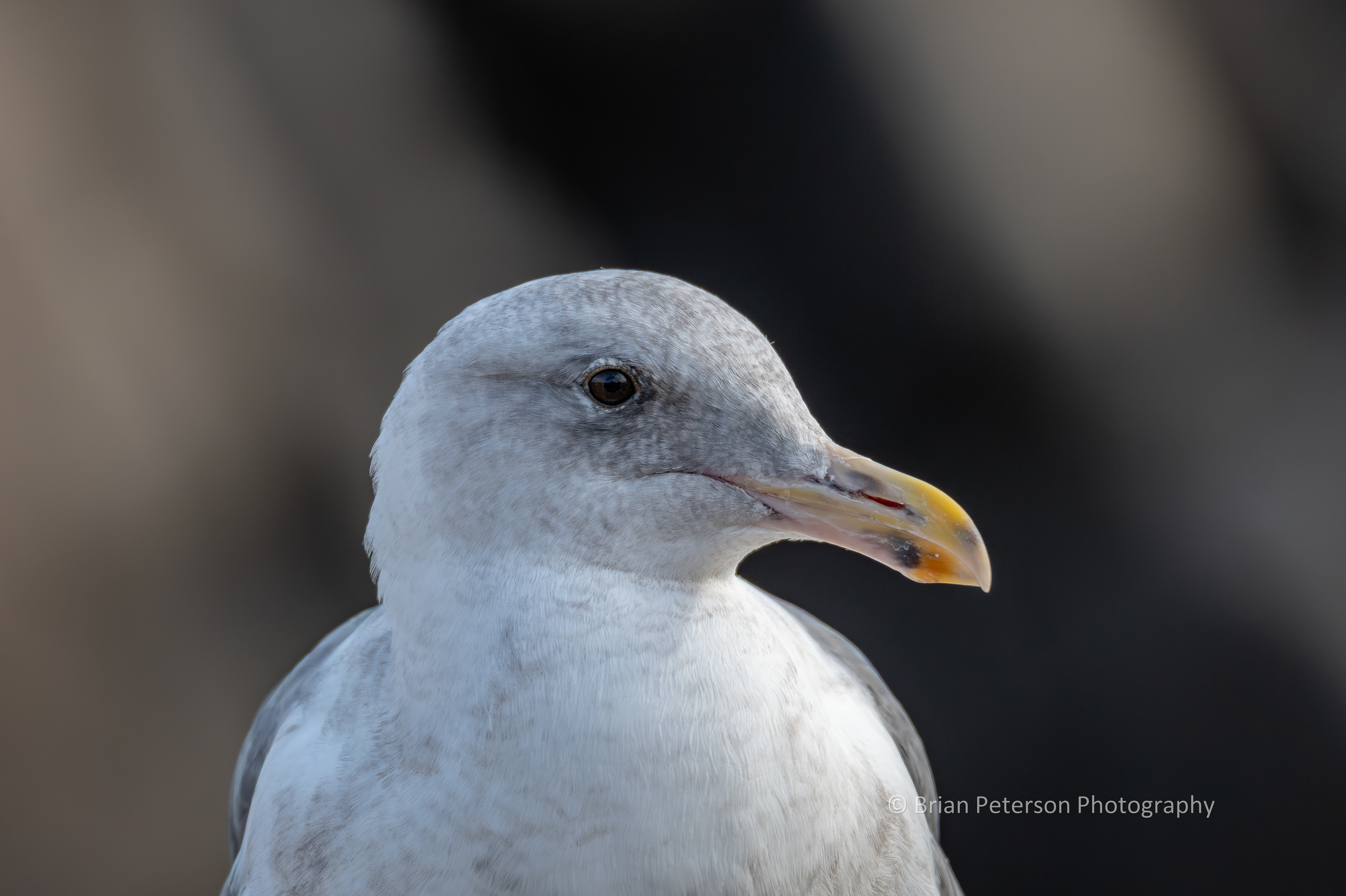 DSC_1314: Immature Western Gull Portrait