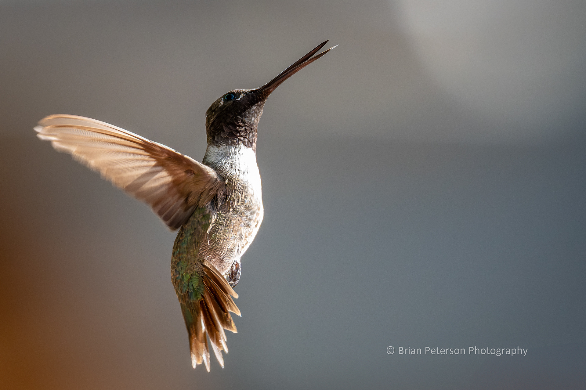 Male black-chinned hummingbird flying with his mouth open and tongue out.