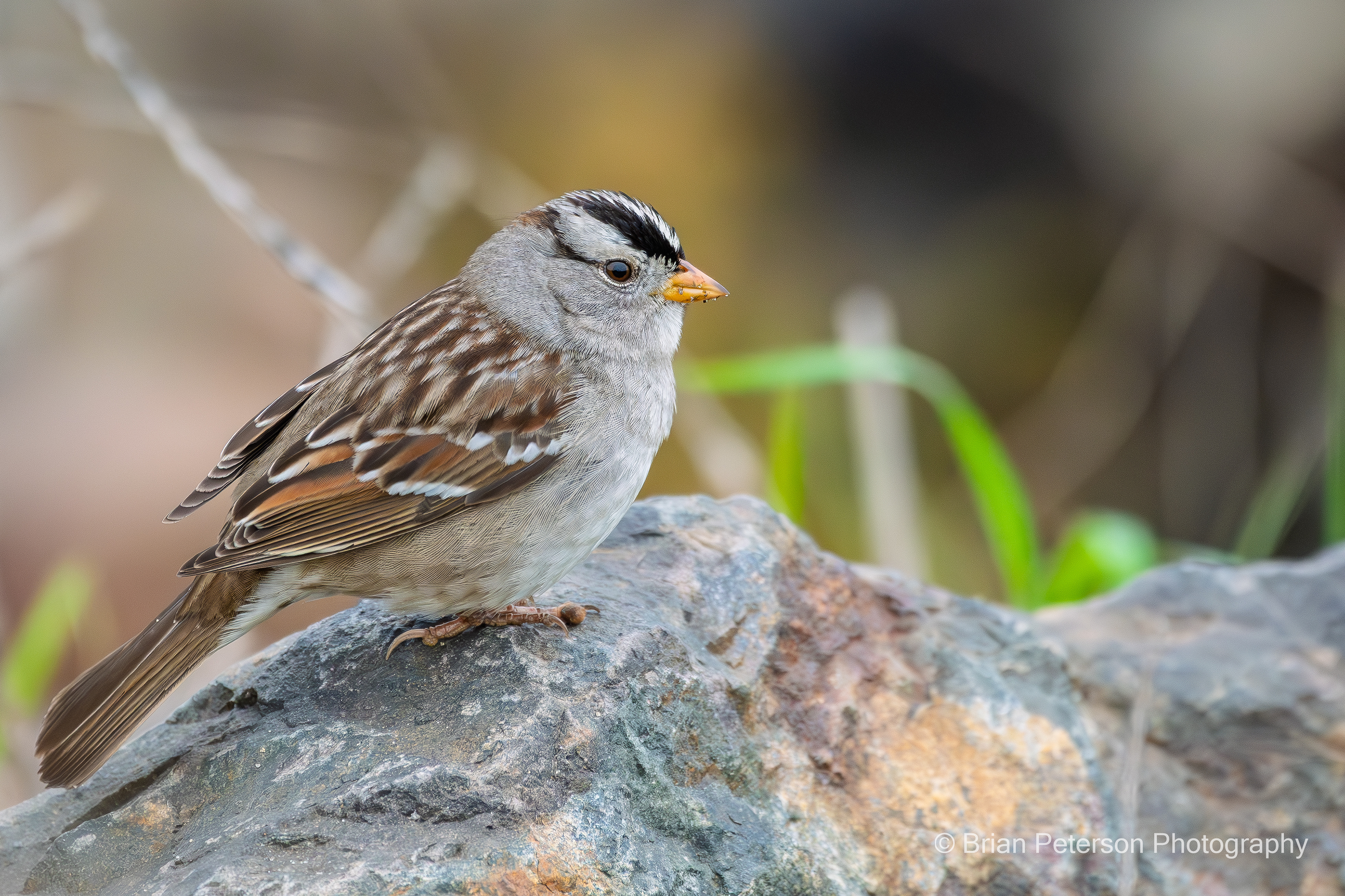 White-crowned sparrow