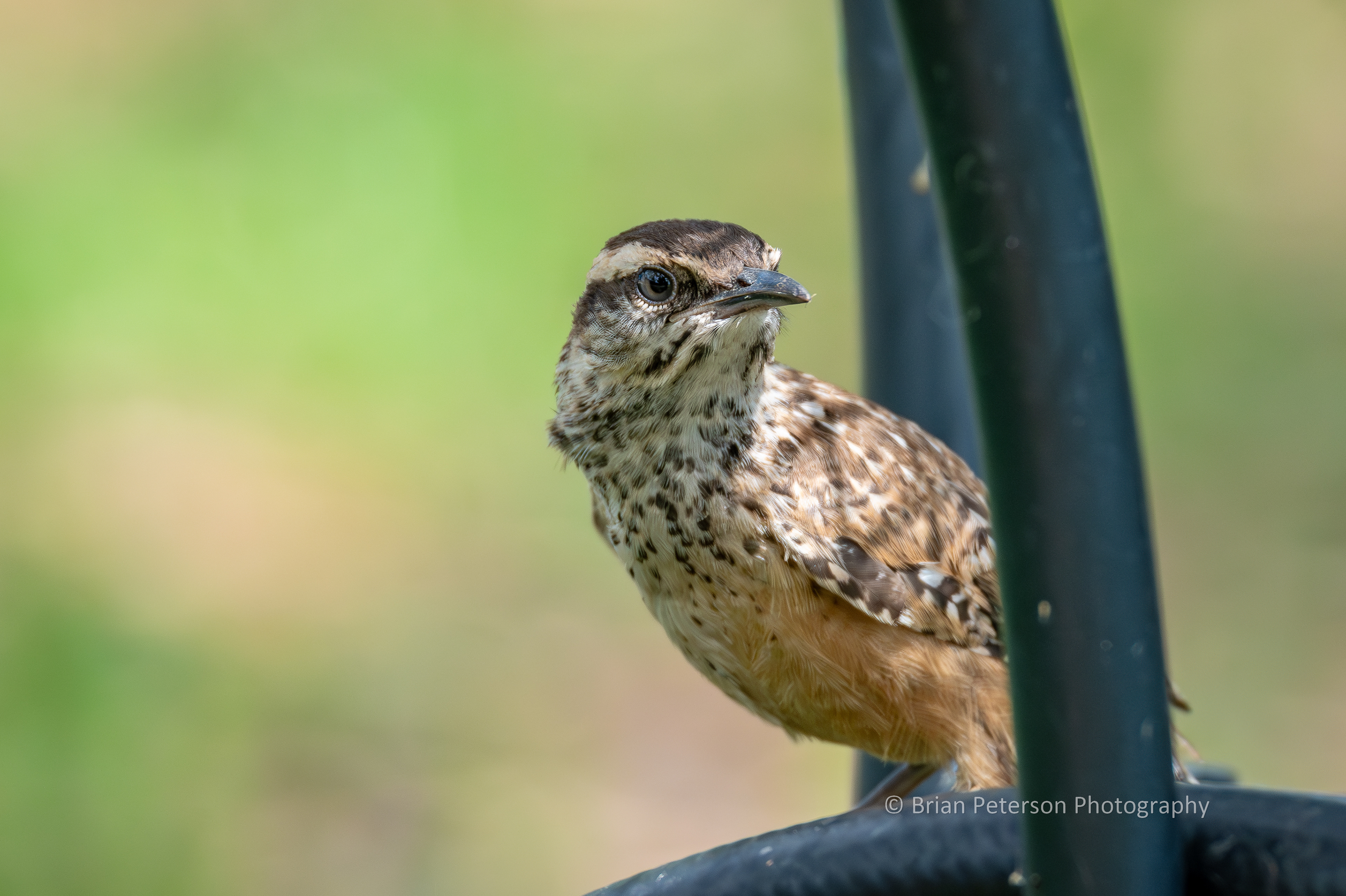 This is a fledgling cactus wren.
