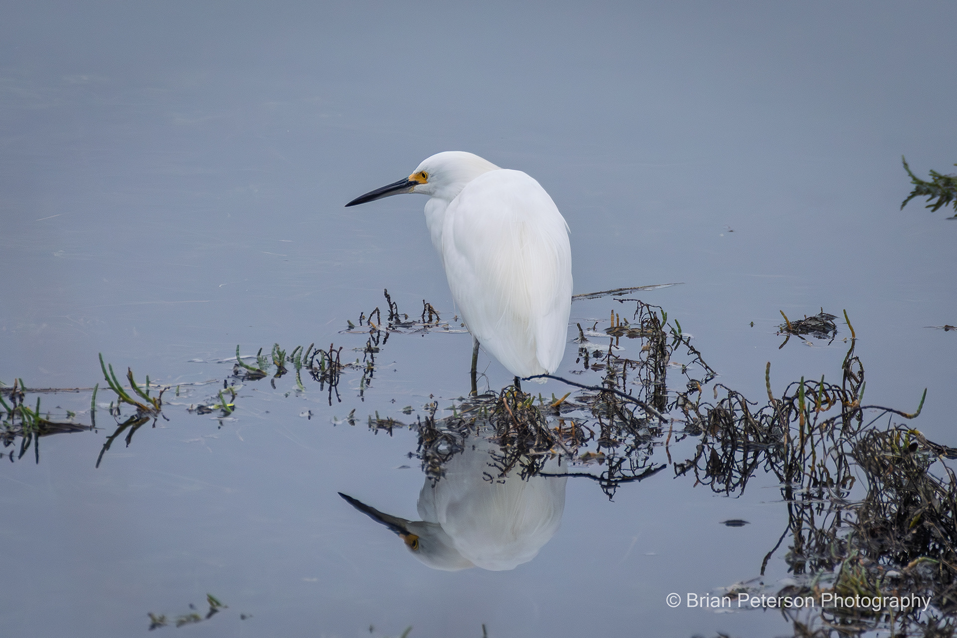 Snowy egret