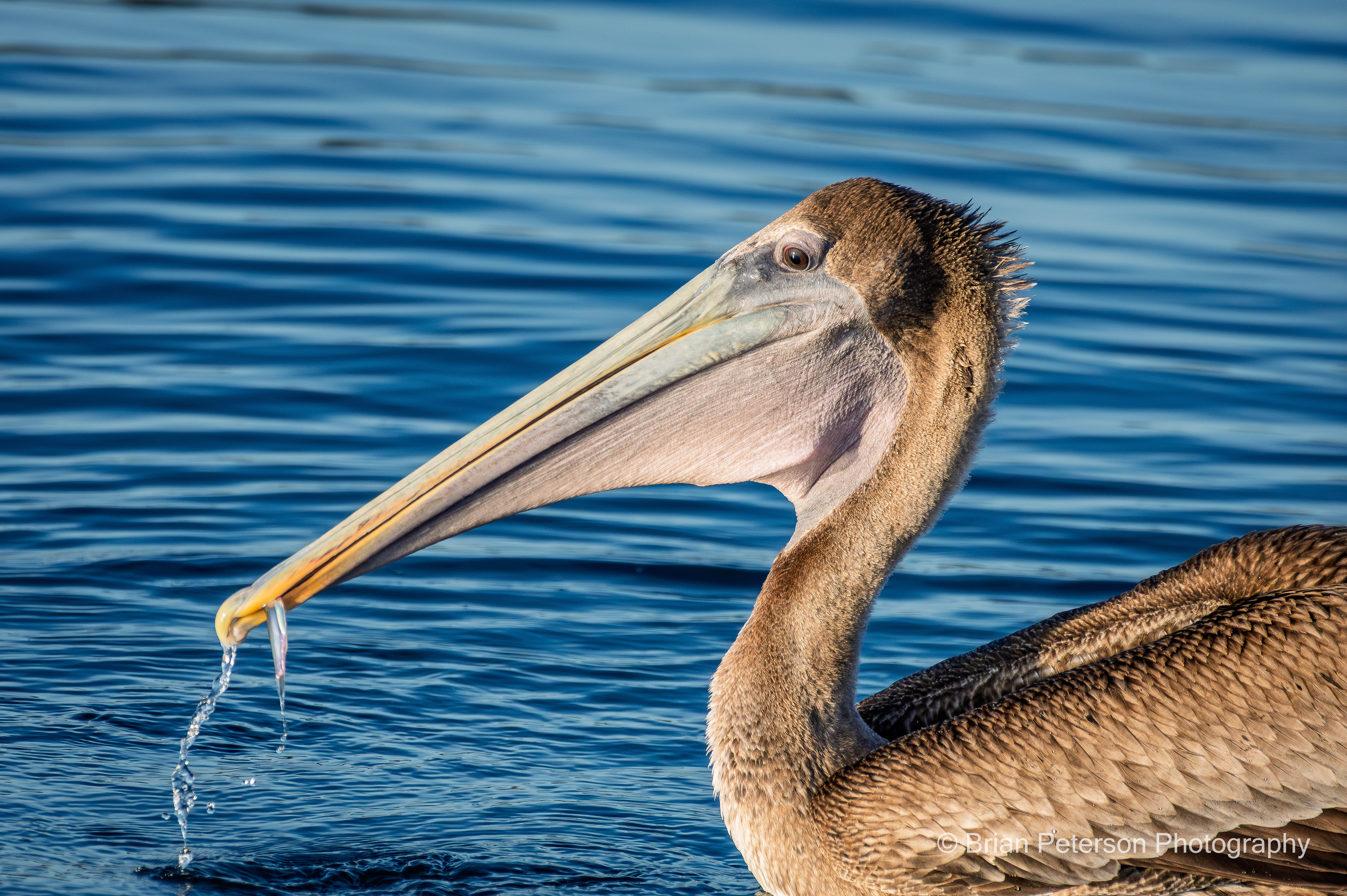 That is a fish in the bill and another in the pouch