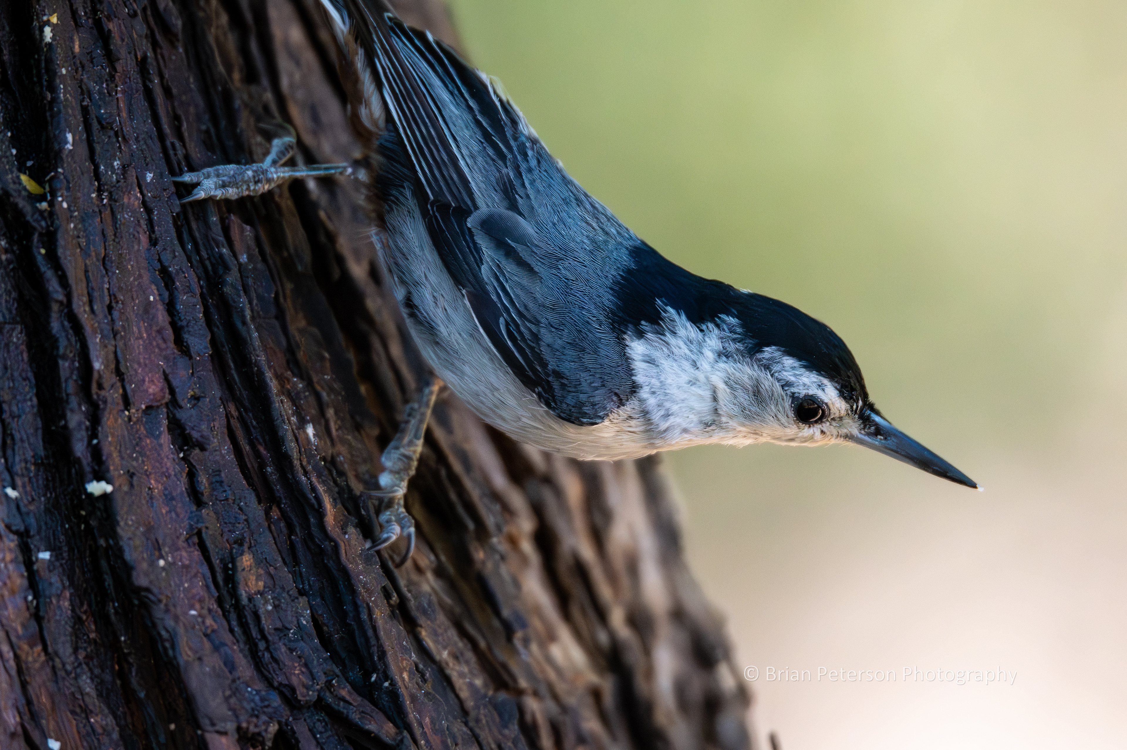 This a male white-breasted nuthatch. The is the first decent photo I've ever gotten. I hardly ever see them. And they move really fast.