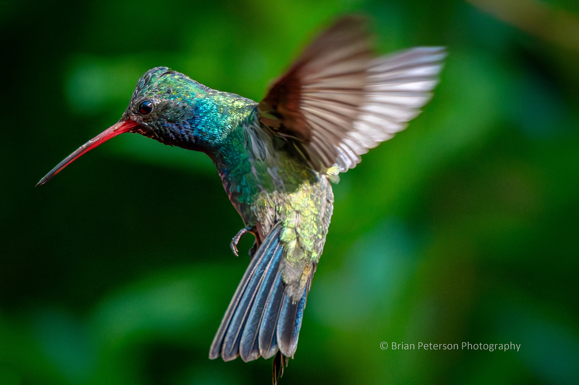 Male broad-billed hummingbird flying in his natural environment.