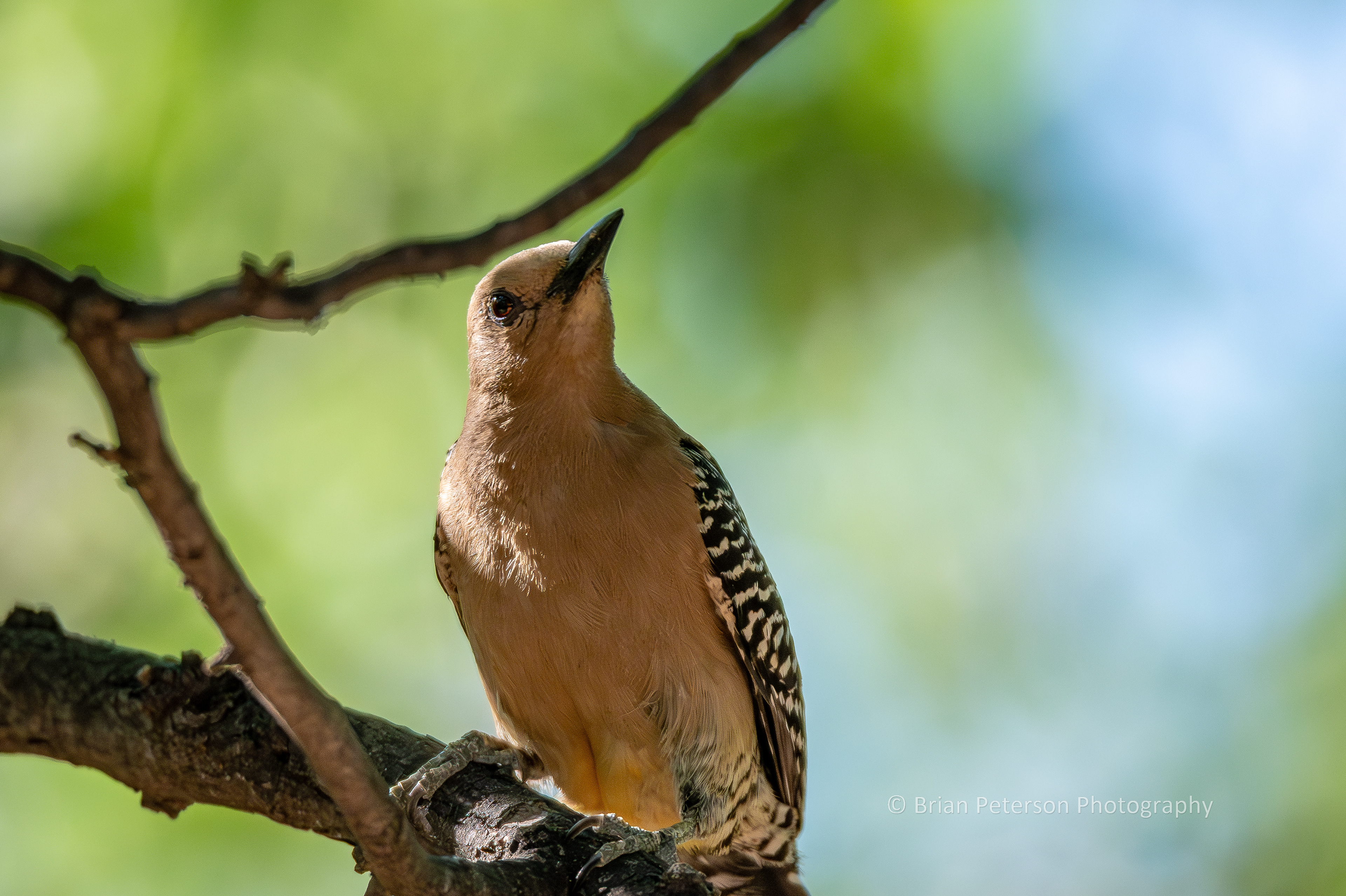 Gila woodpecker at the Paton Center for Woodpeckers. She's in a tree.