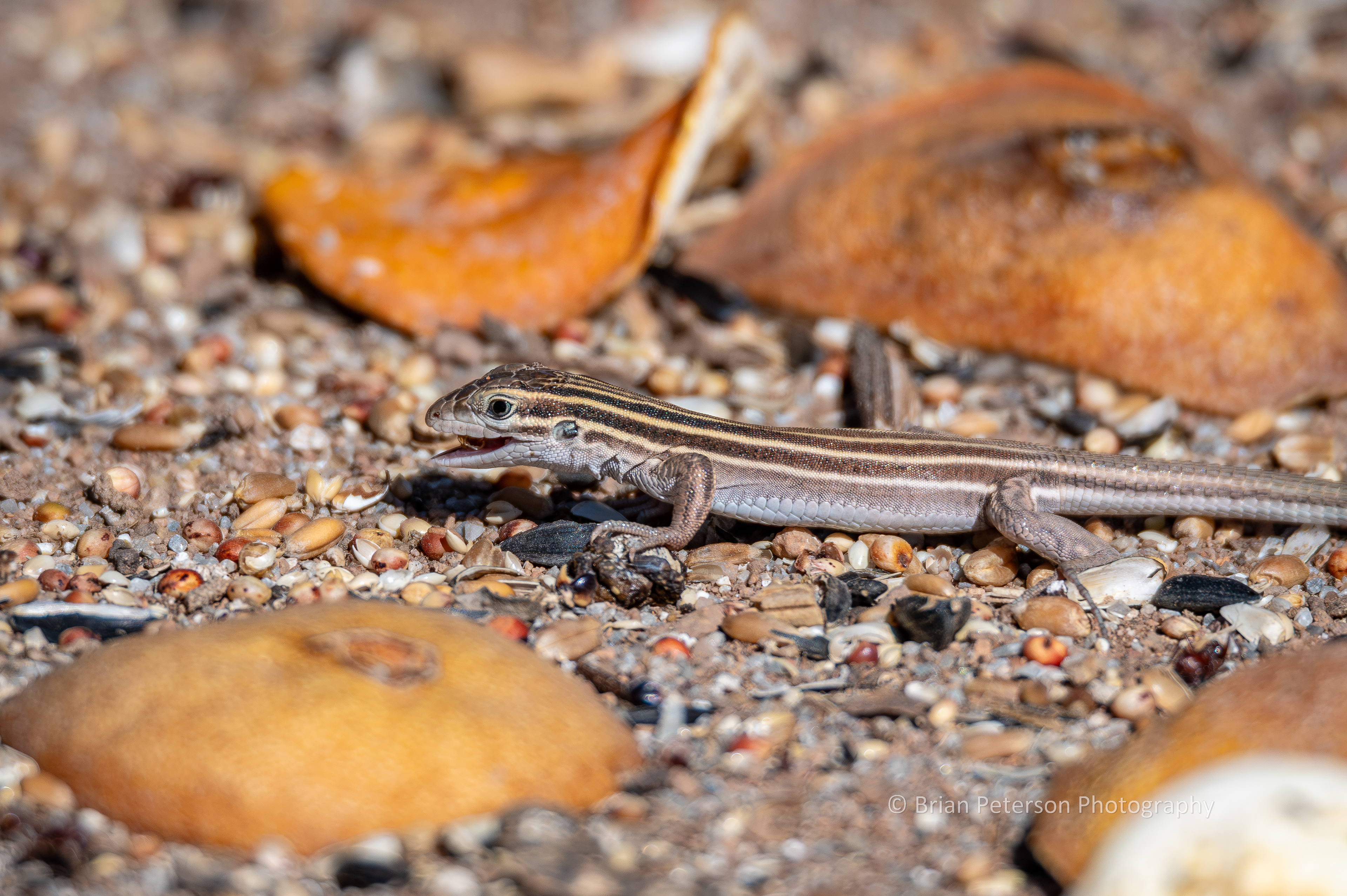 Desert grassland whiptail lizard eating a mealworm.