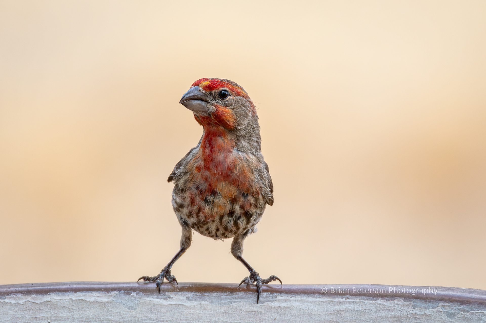 Experts tell the the color of the male house finch depends on his diet.