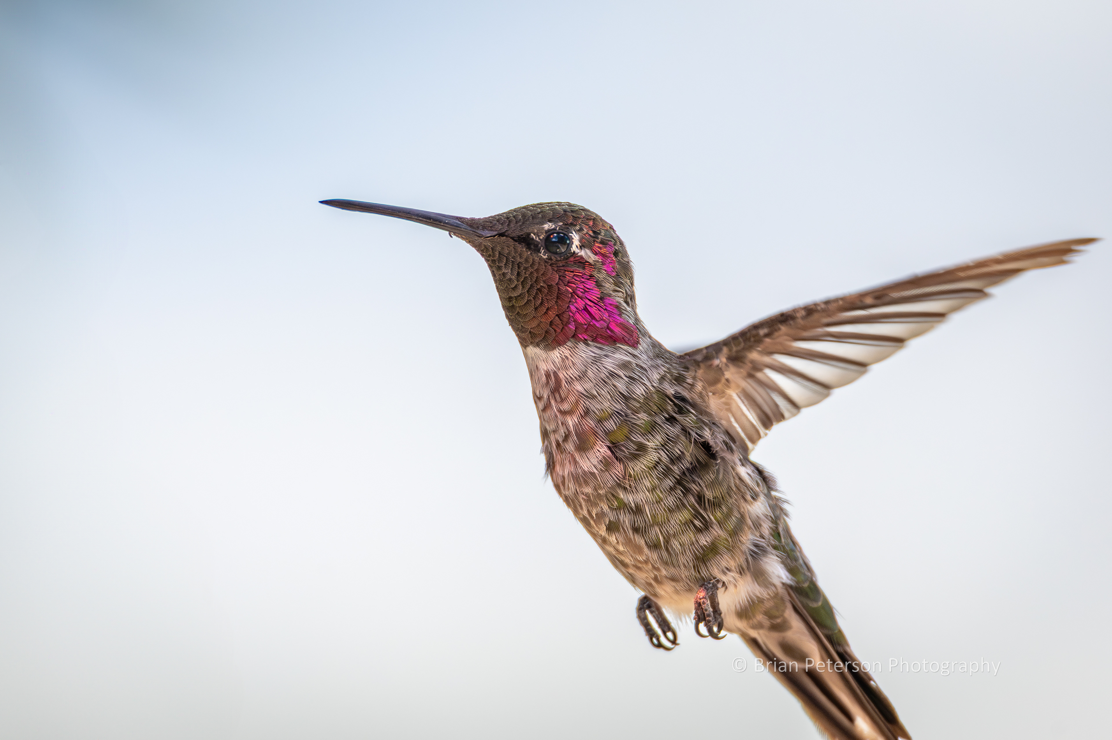 Male Anna's hummingbird flying in my backyard.