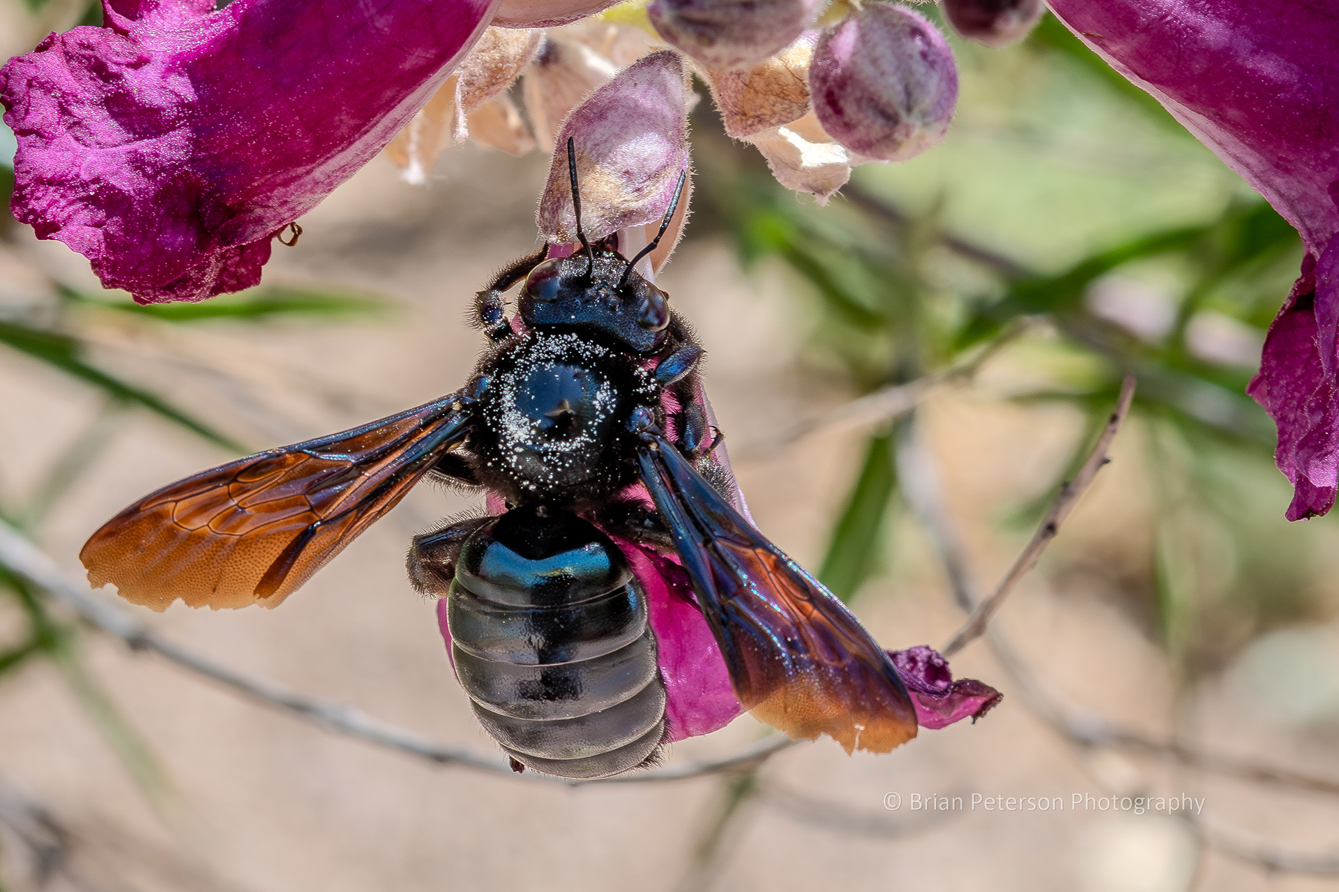 Giant black carpenter bee.