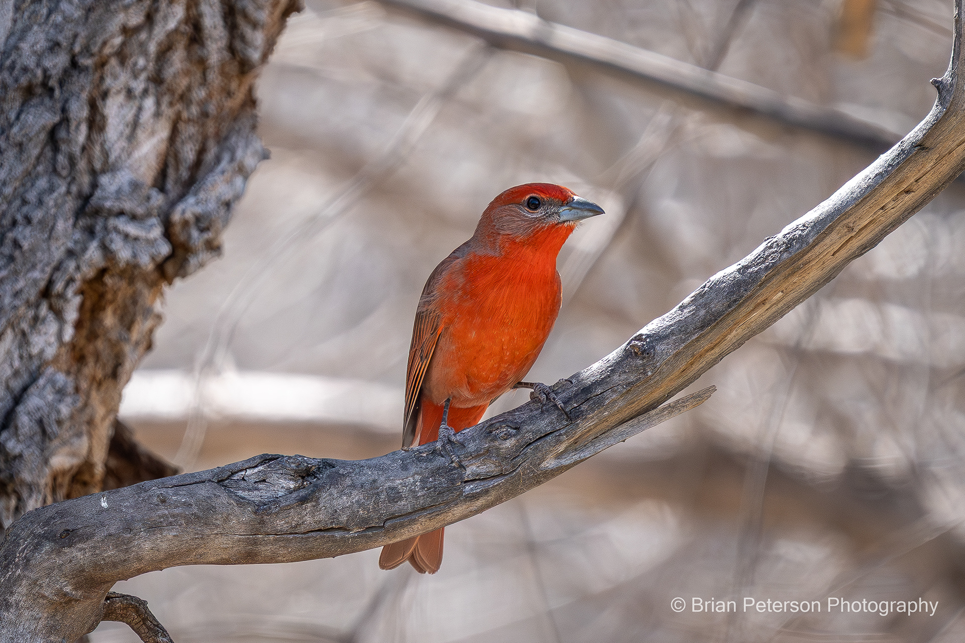 Hepatic Tanager, named that way because they like to eat liver so much.
