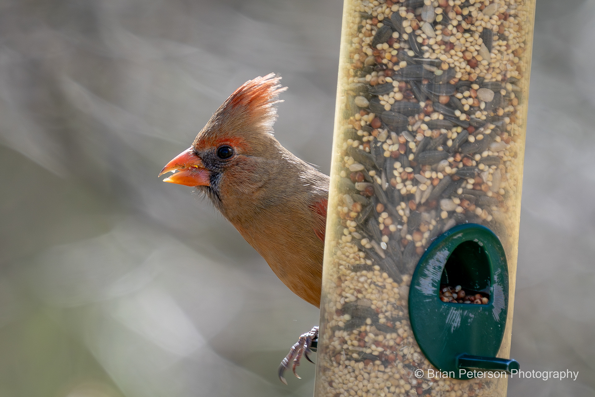Female Northern Cardinal