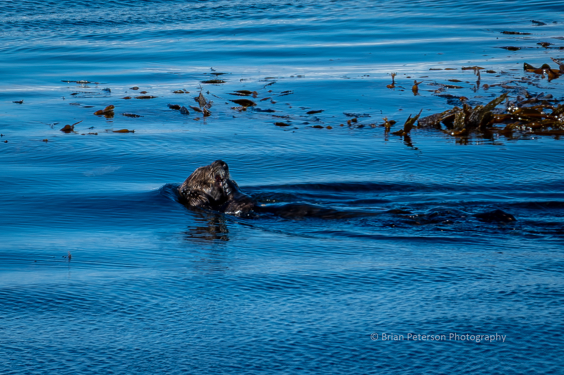Offshore Sea Otter