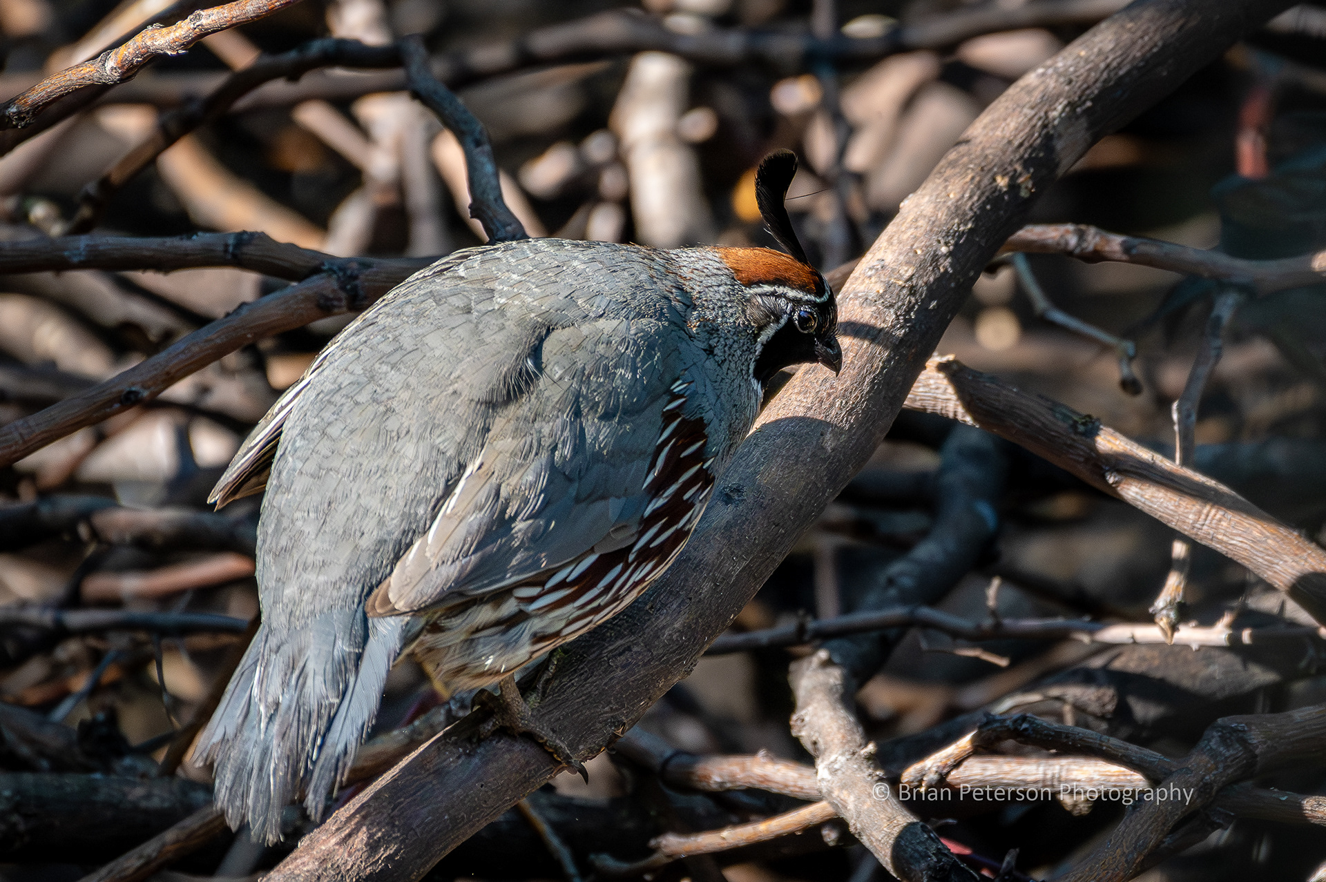 Rotund male Gambel's quail stress-testing the brush pile.
