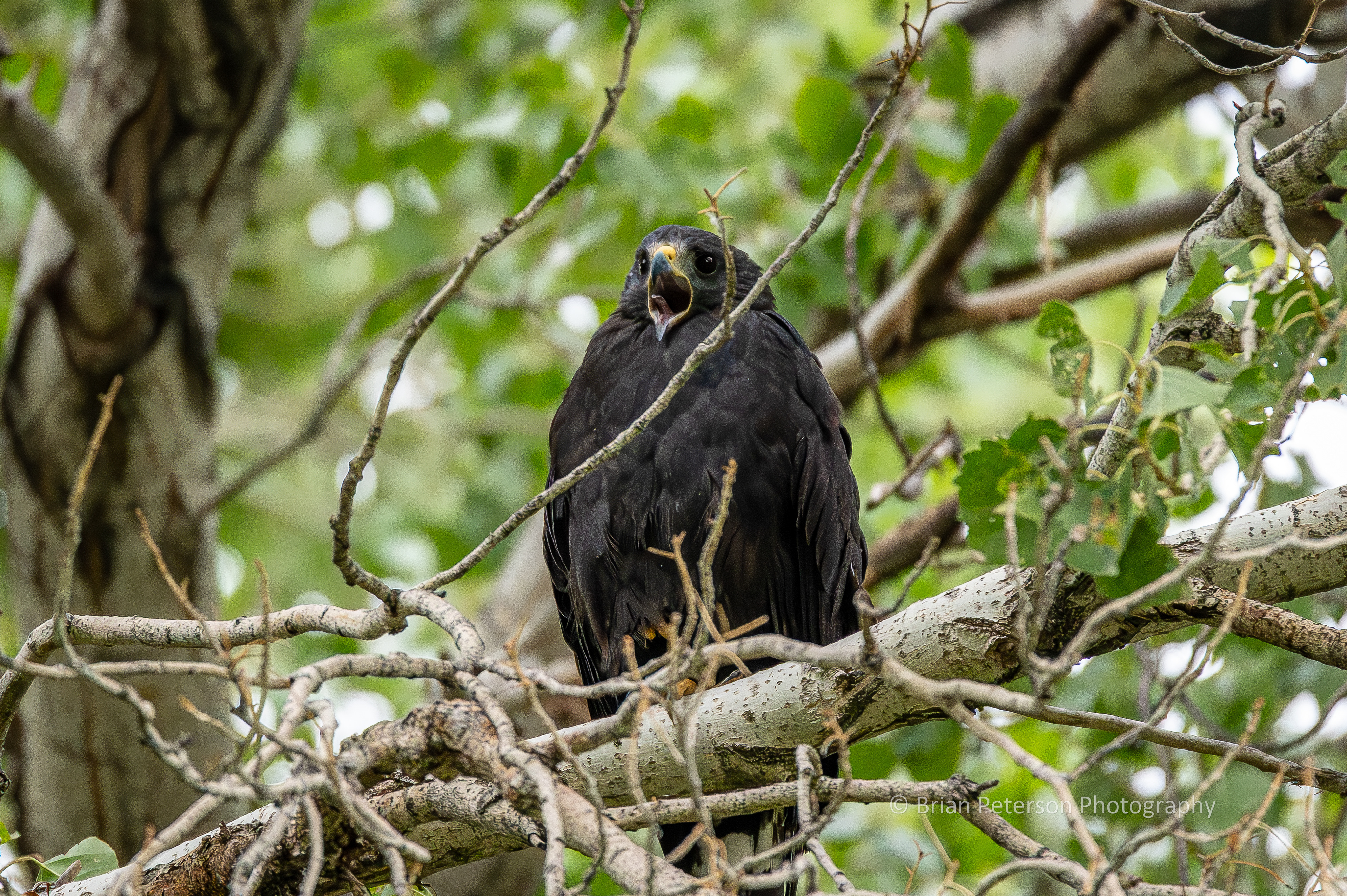 Common blackhawk caught mid-screech. Look at the tongue!