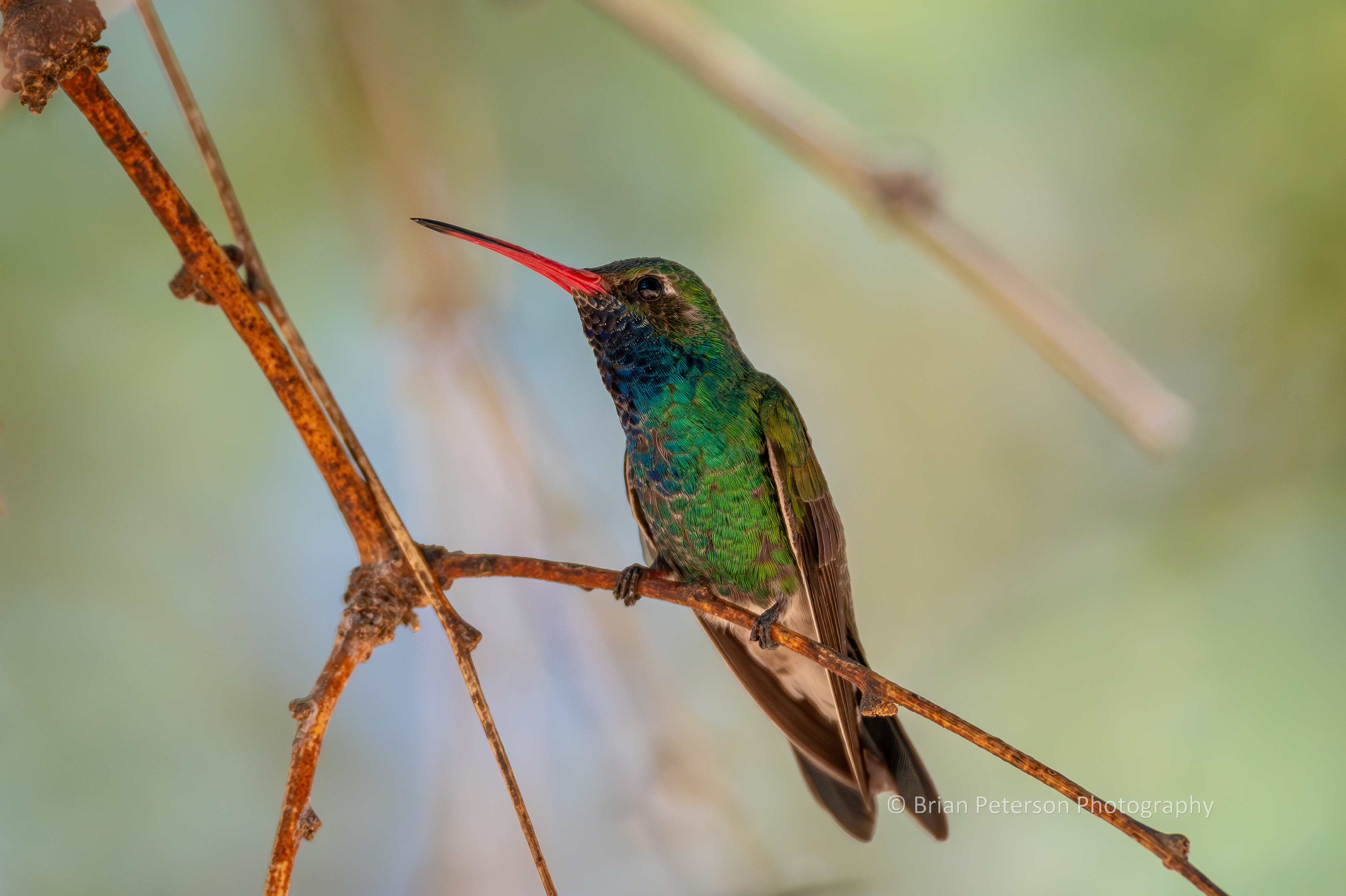 Male broad-billed hummingbird perched in the big mesquite tree.
