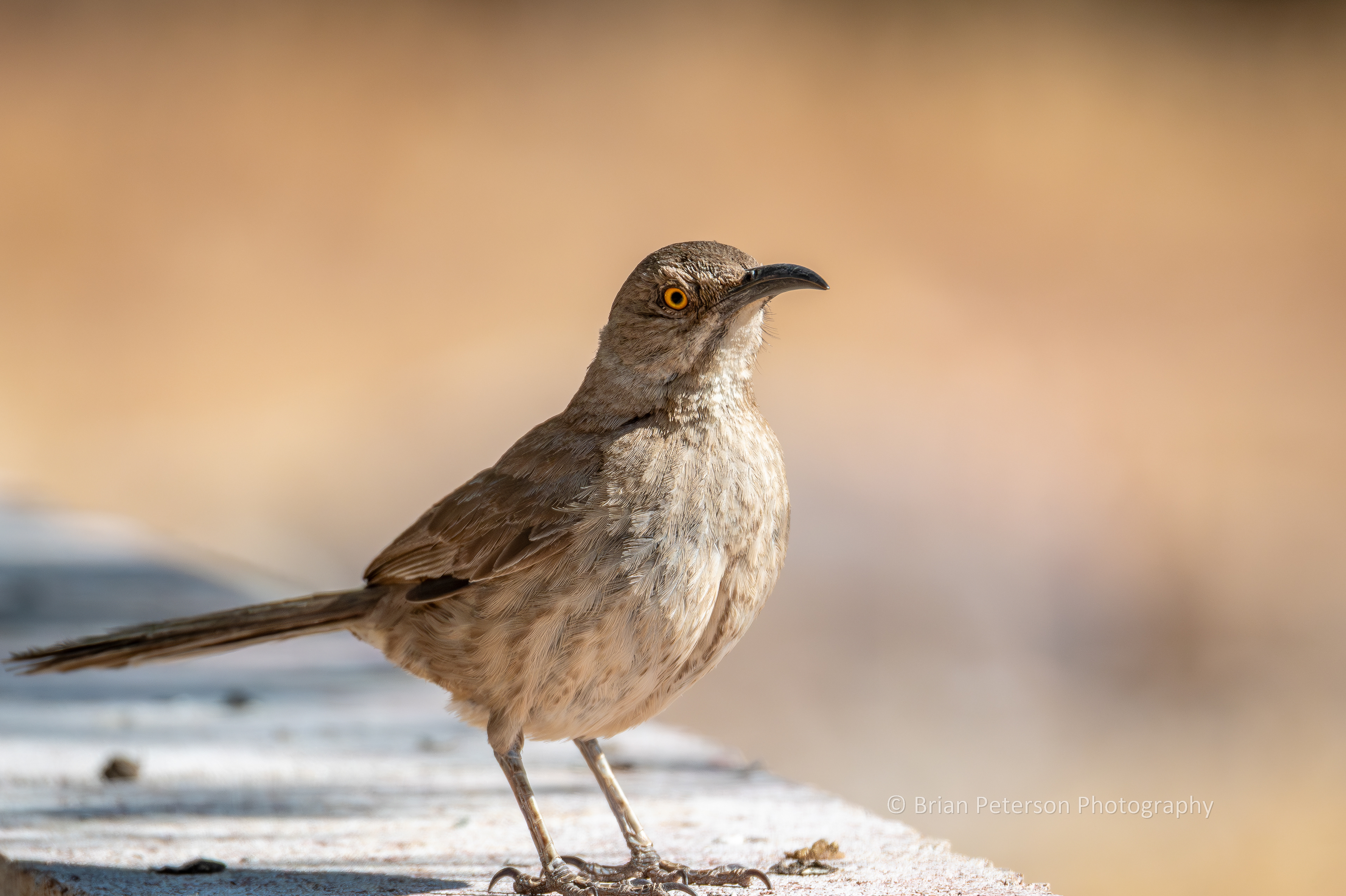 Curve-billed thrasher on the short brick wall that surrounds my birding spot in my backyard.