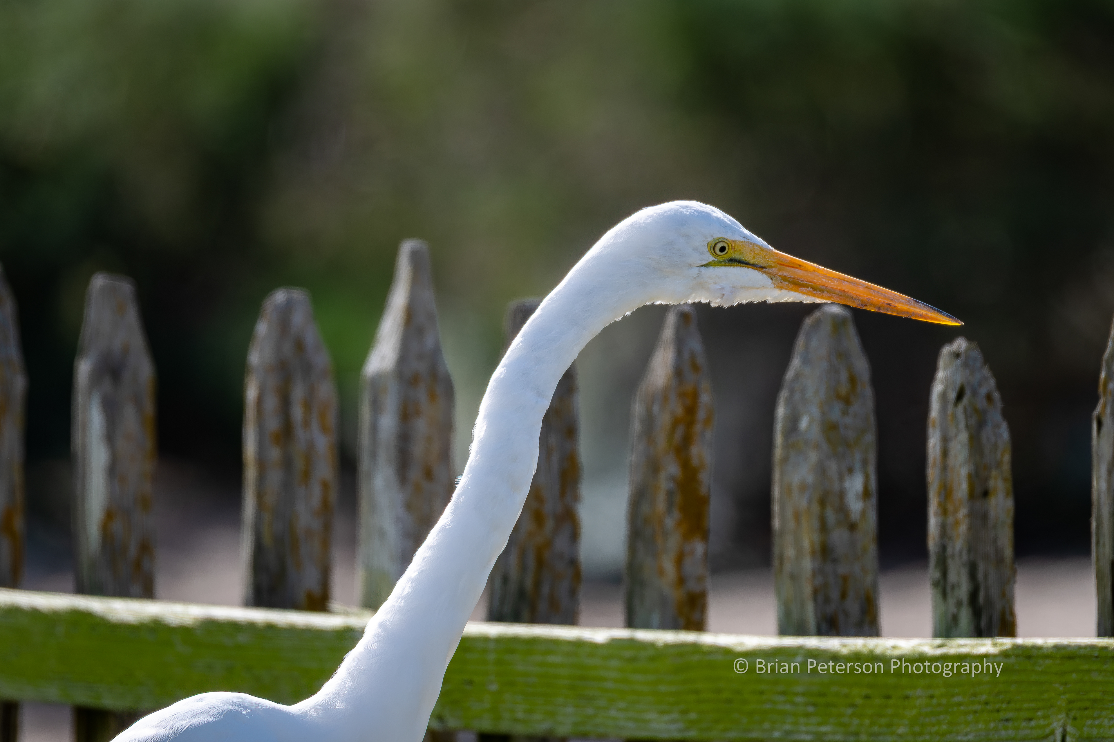 DSC_1462: Great Egret on the Tee Box