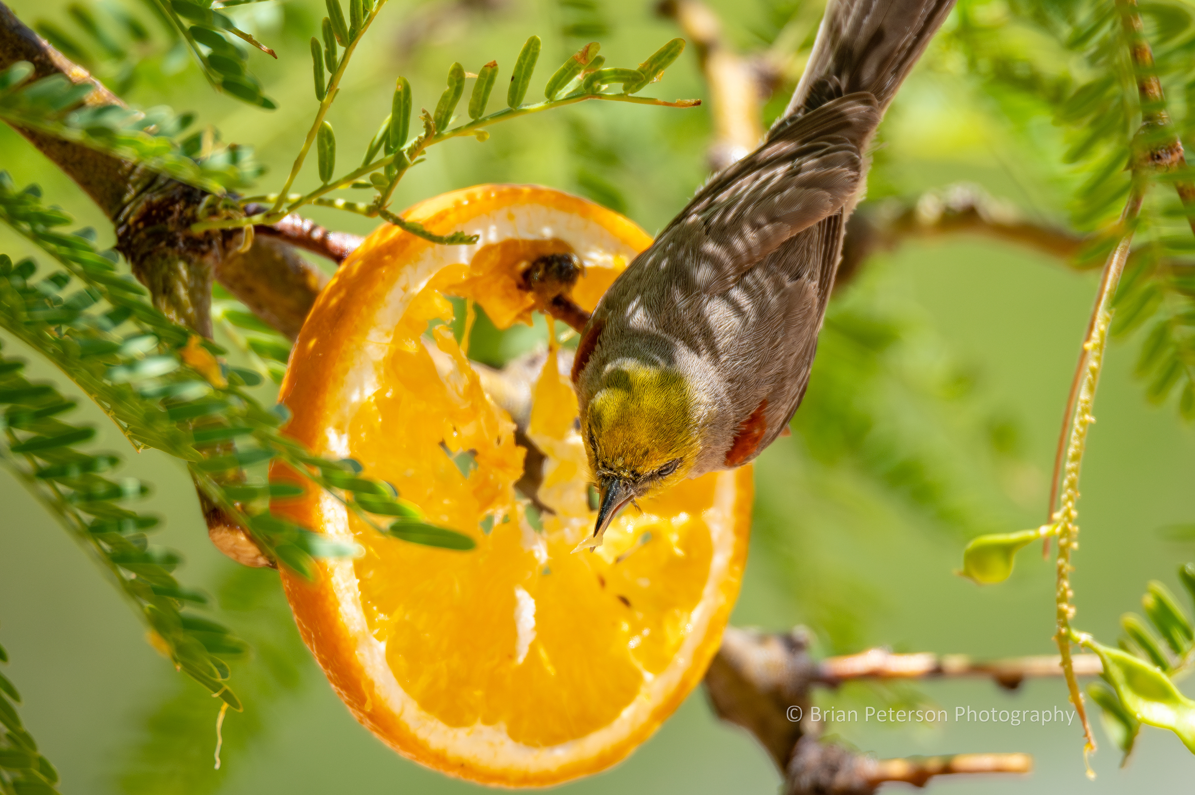 Look close and see a piece of orange pulp on the little verdin's tongue.