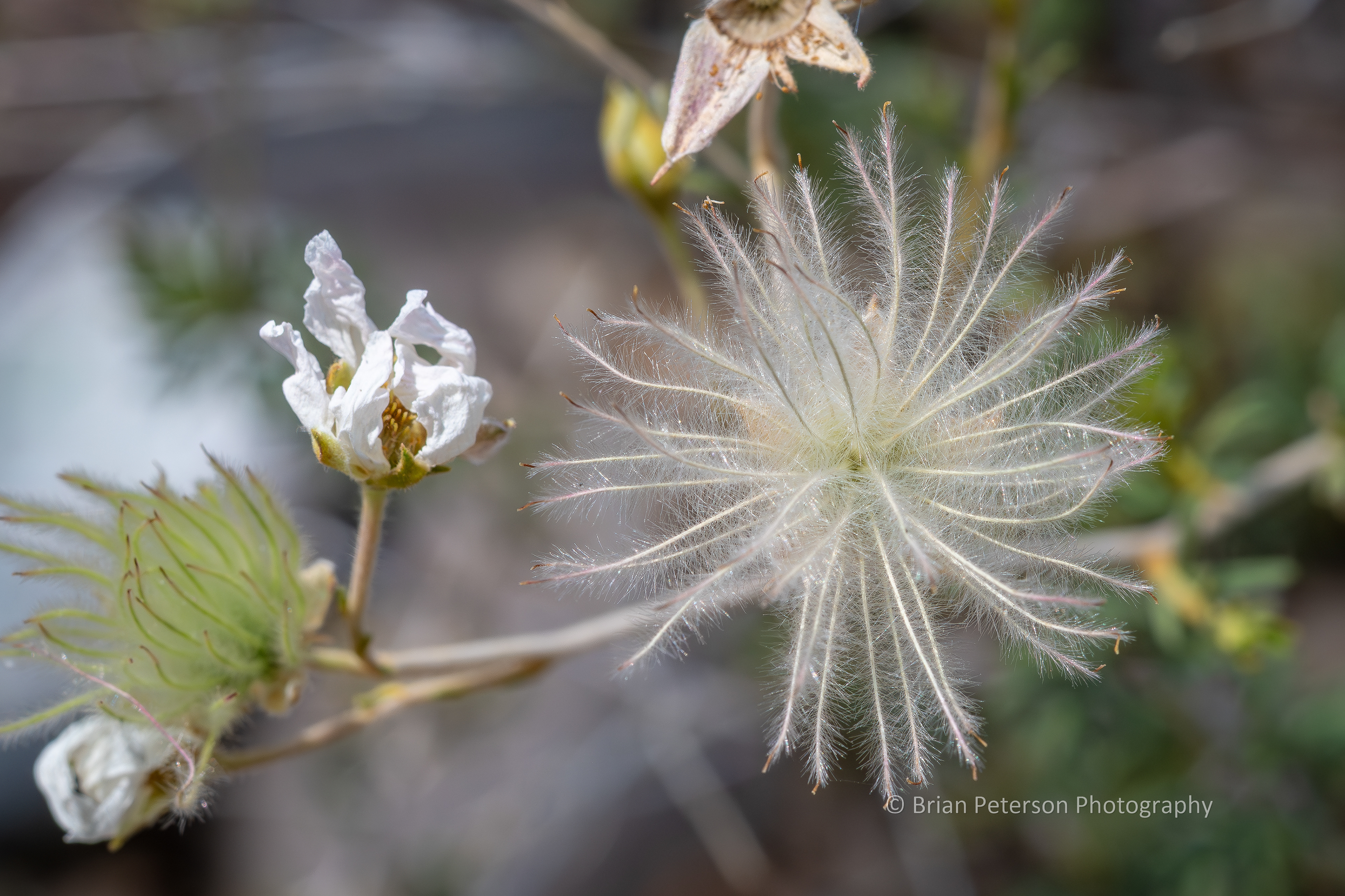 Little white flower gone to seed.