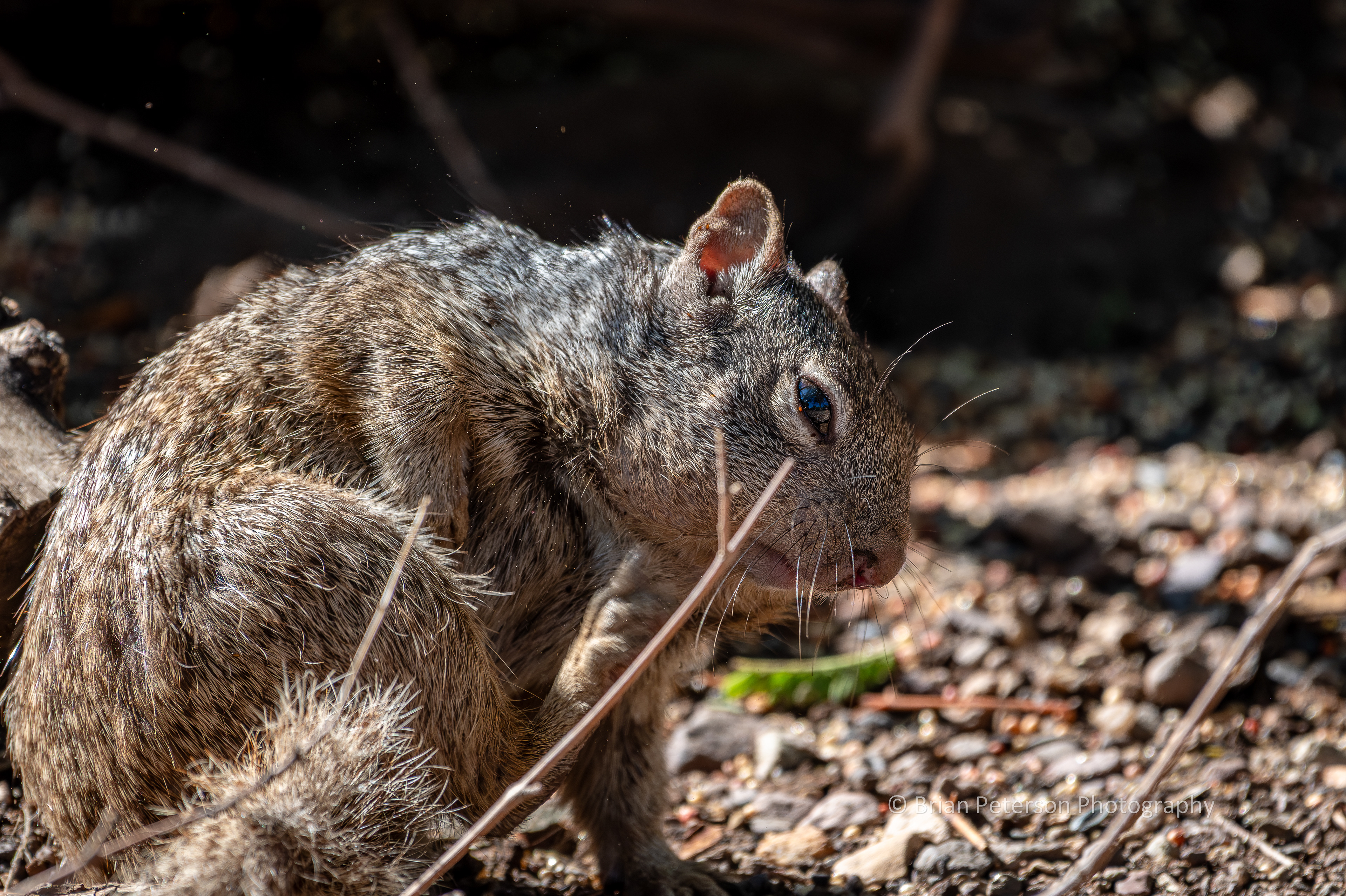Itchy Arizona gray squirrel scratching. You can expand the photo to see dust flying.