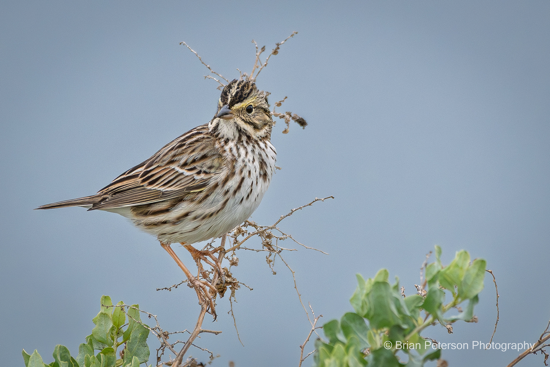 Savannah sparrow