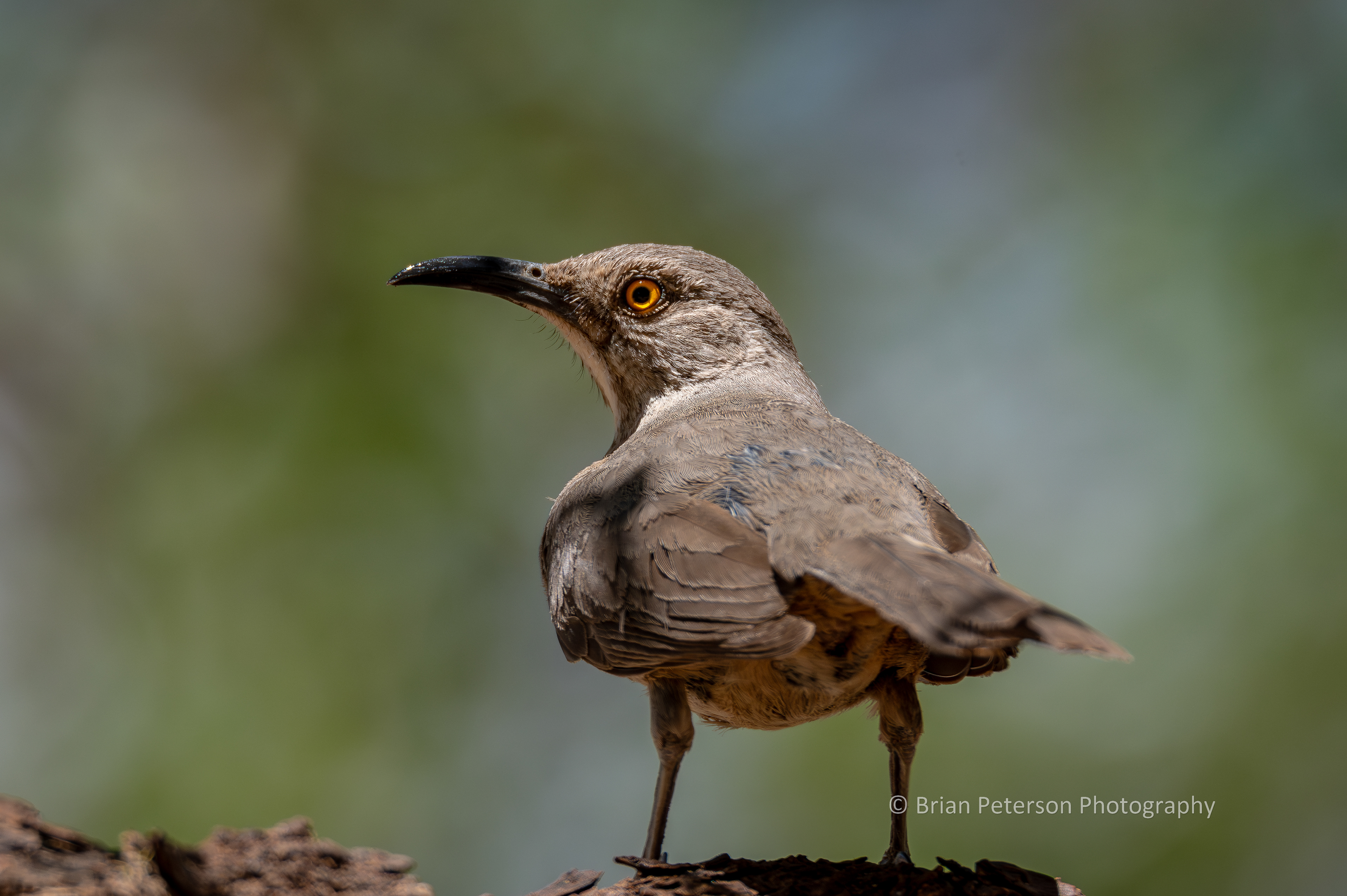 Curve-billed thrasher looks over the shoulder at you.