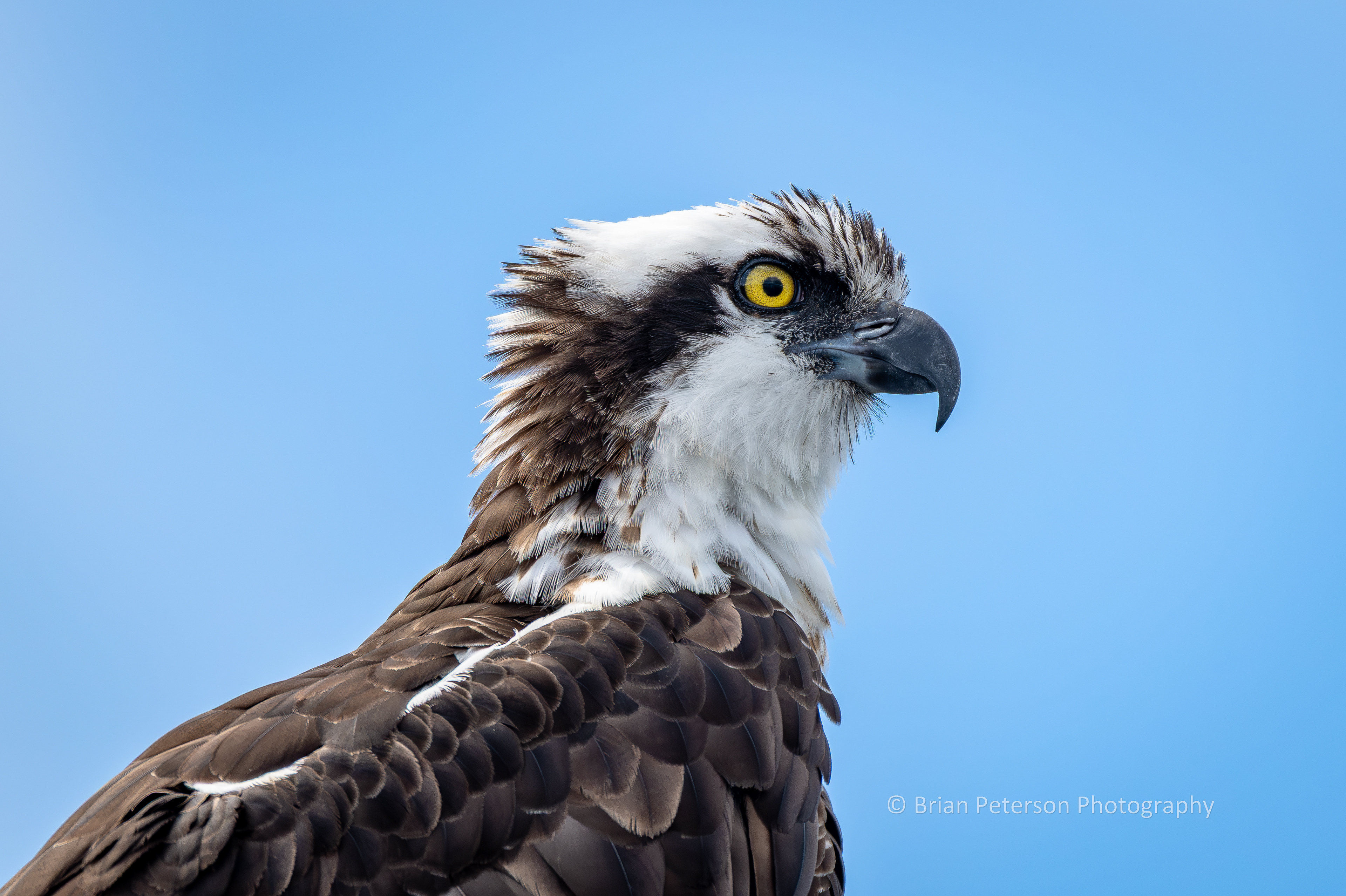 DSC_1546: Osprey Closeup.