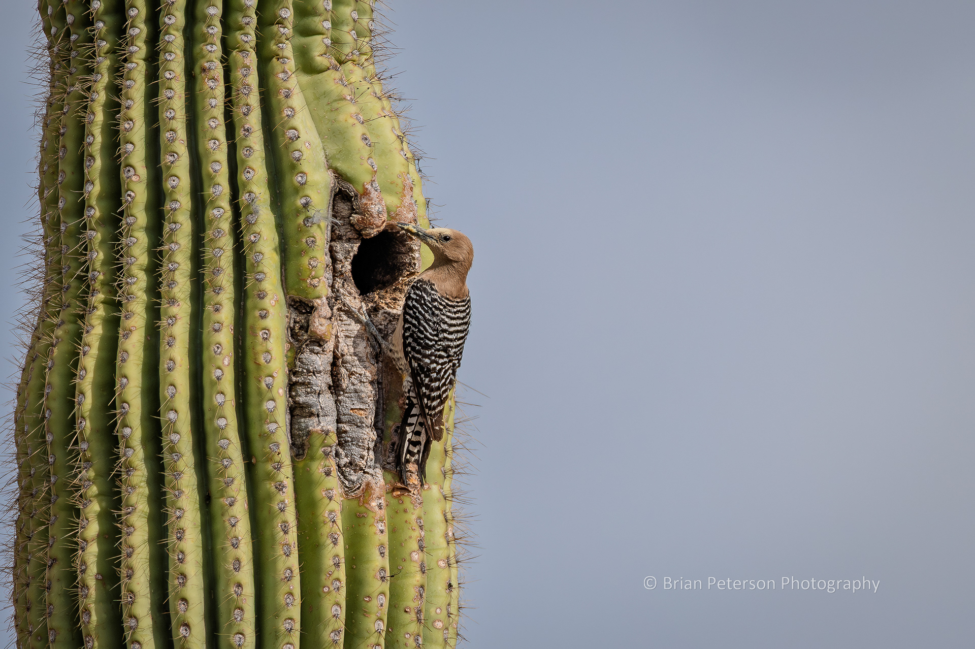 Female Gila woodpecker drilled a hole in the saguaro.