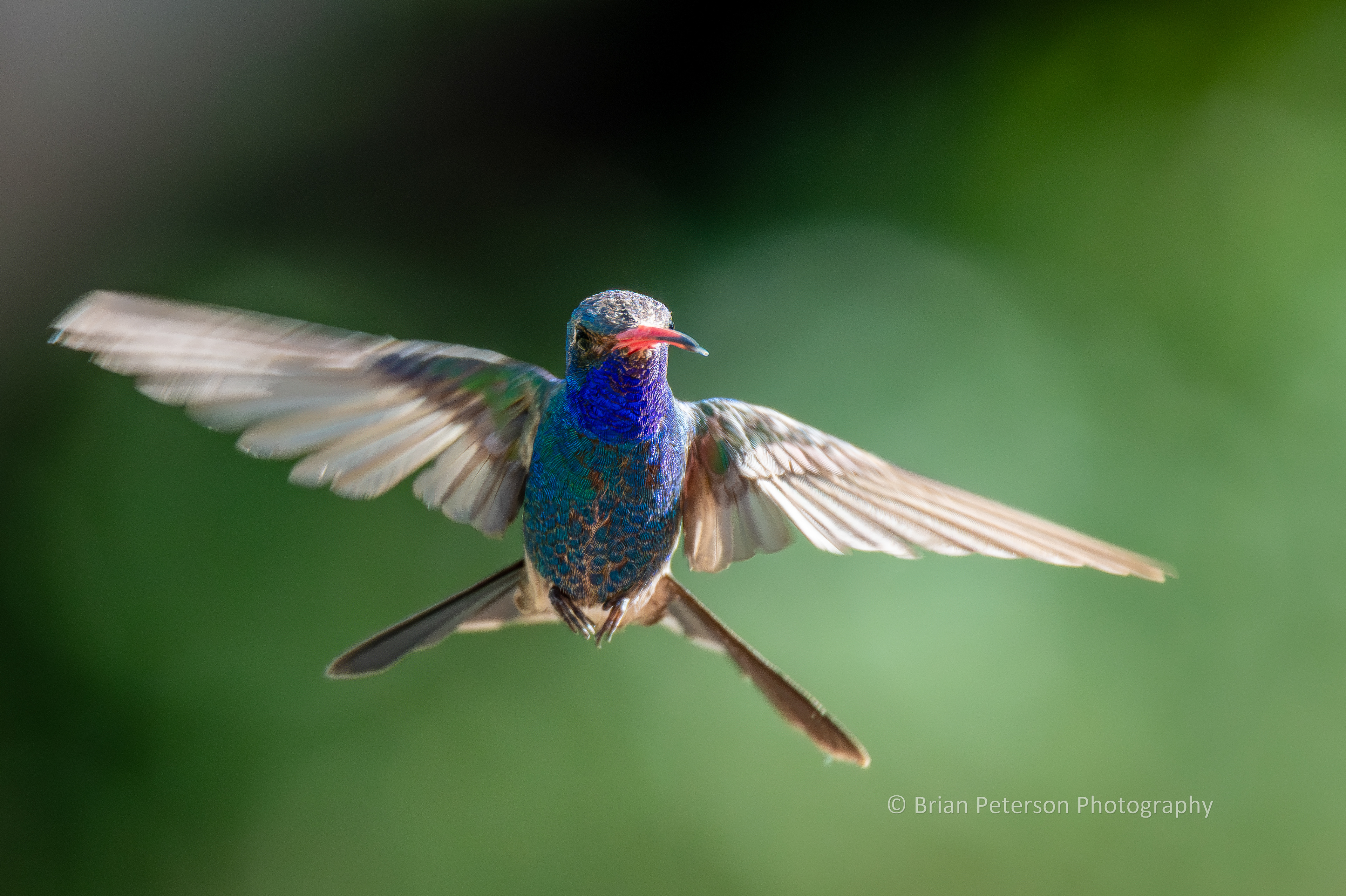 Male broad-billed hummingbird flying and facing the camera. Look at the tongue!
