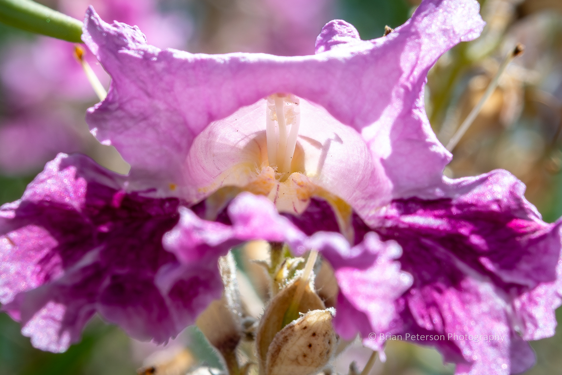 A view deep inside the purple flower.