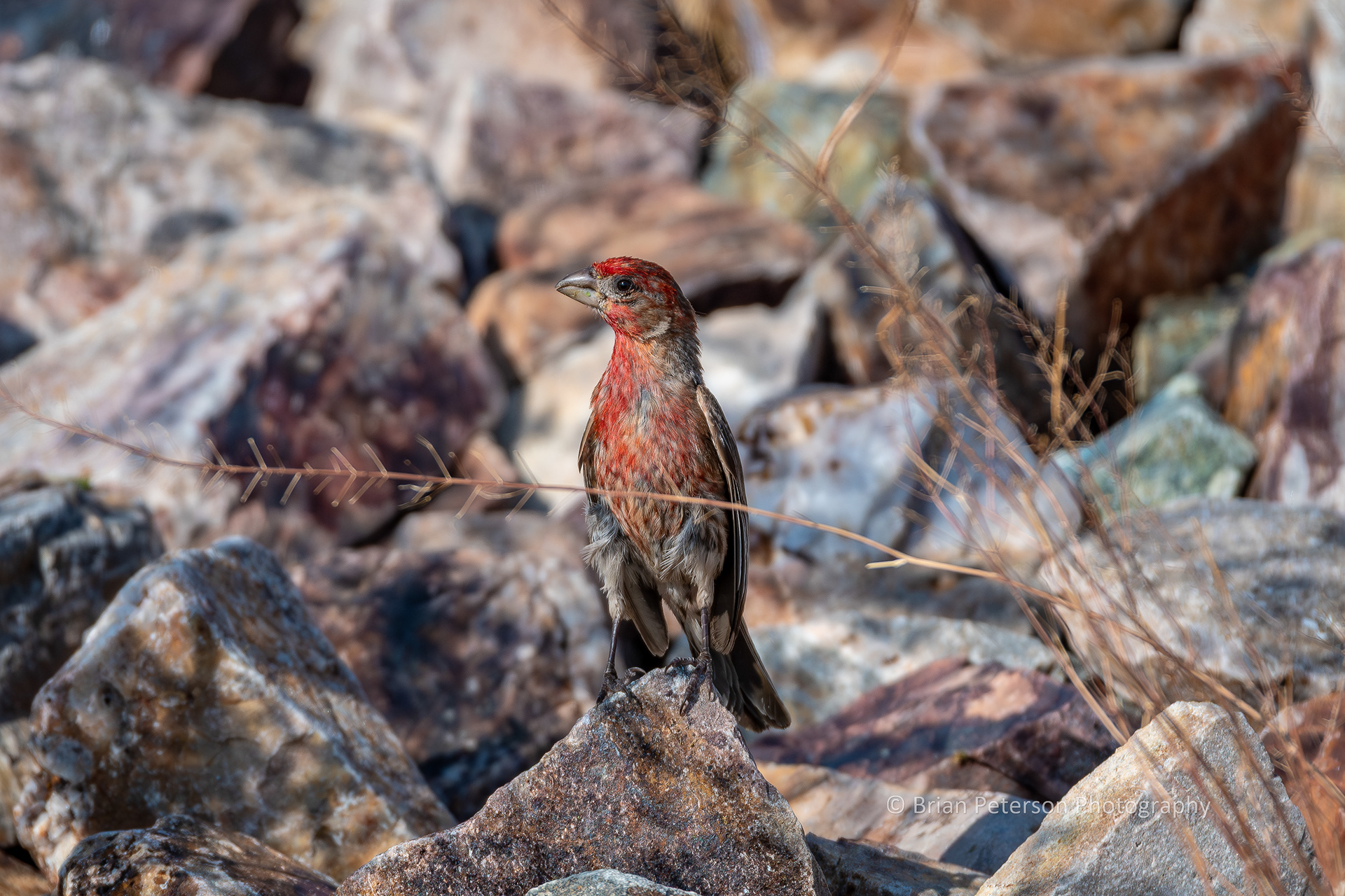 Scruffy male house finch perching on a rock along the road.