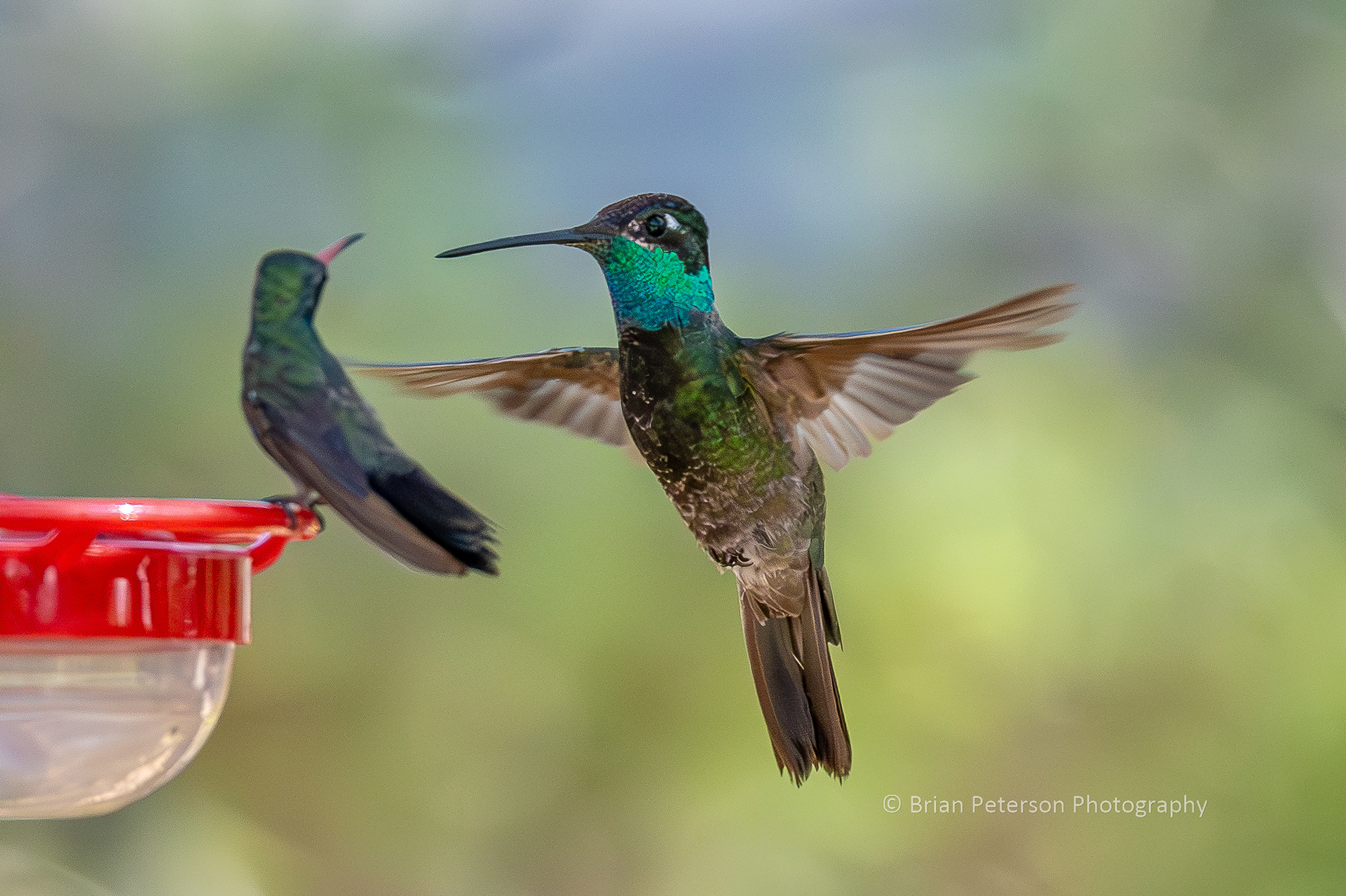 This giant hummingbird is a male Rivoli's. Note the size compared to the broad-billed on the feeder.