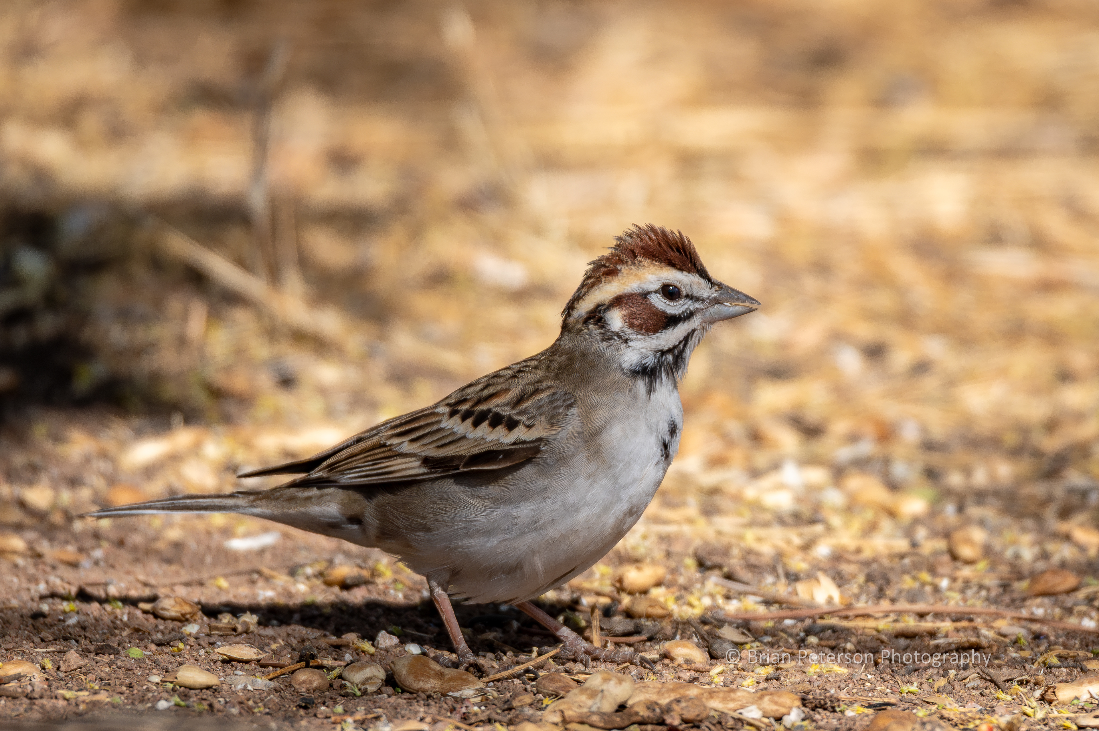 This is a lark sparrow.