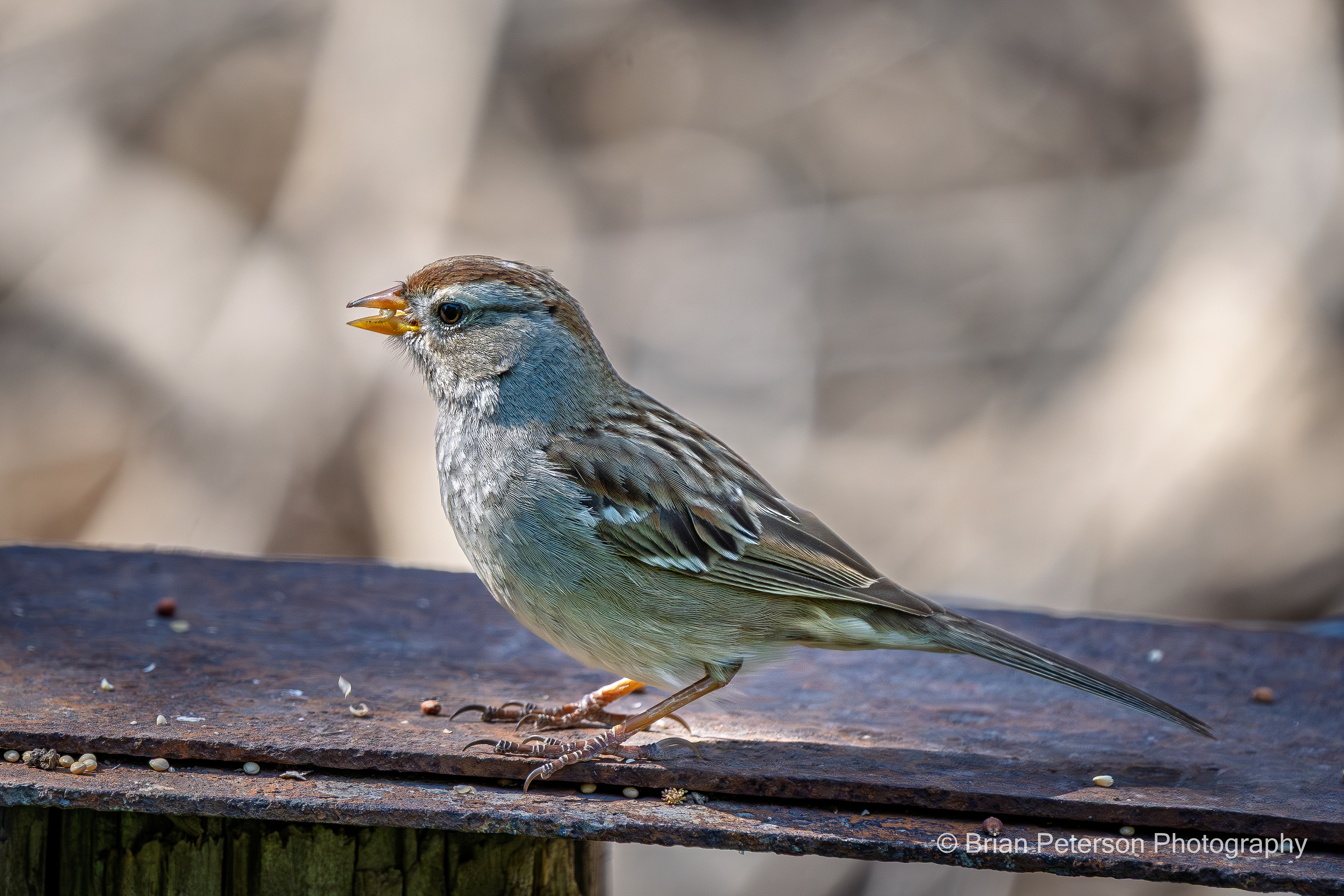 White-crowned Sparrow