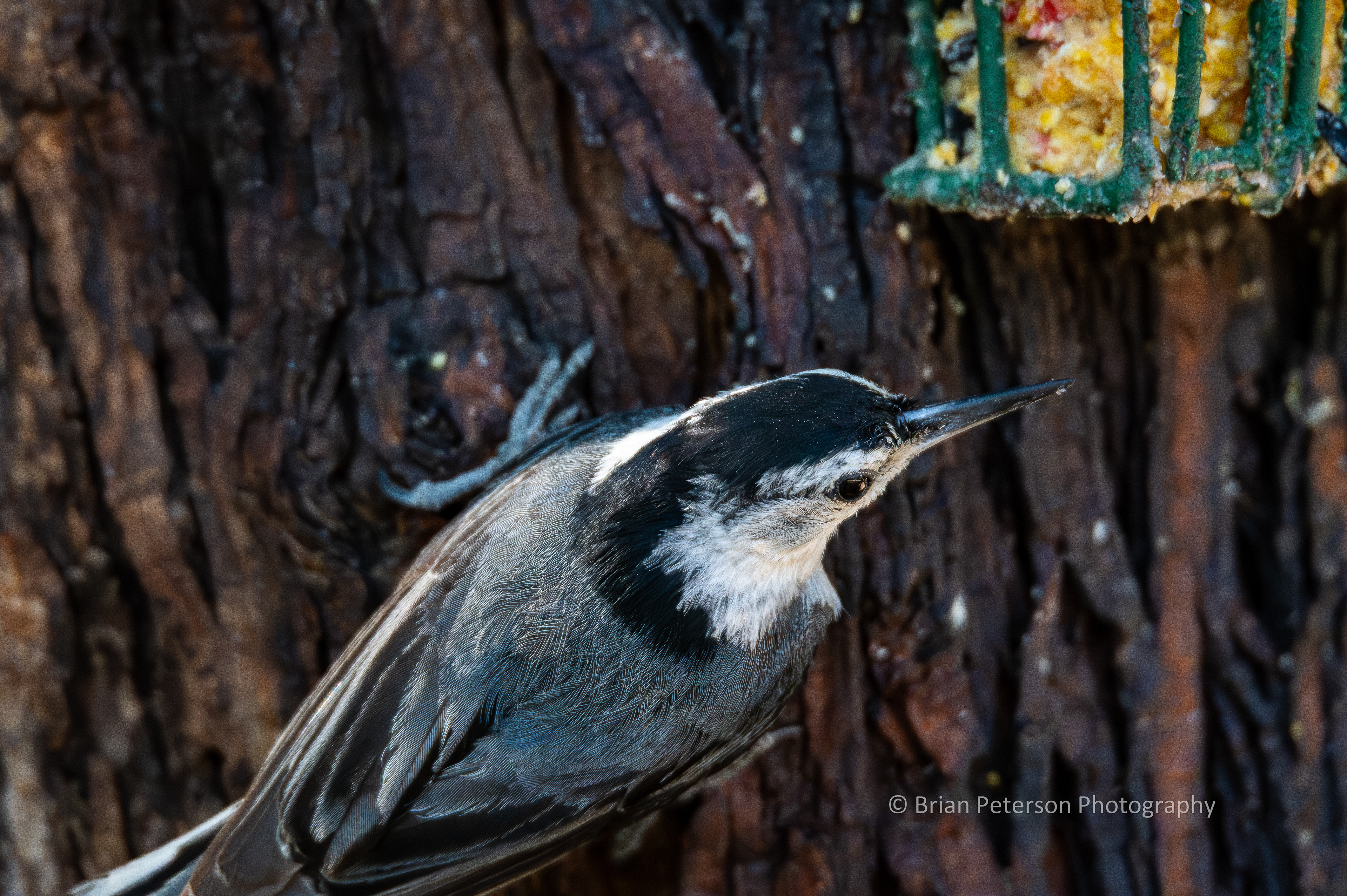 Their job is snatching bugs from the surface of trees. But if you hang a suet feeder, they'll be there, too.