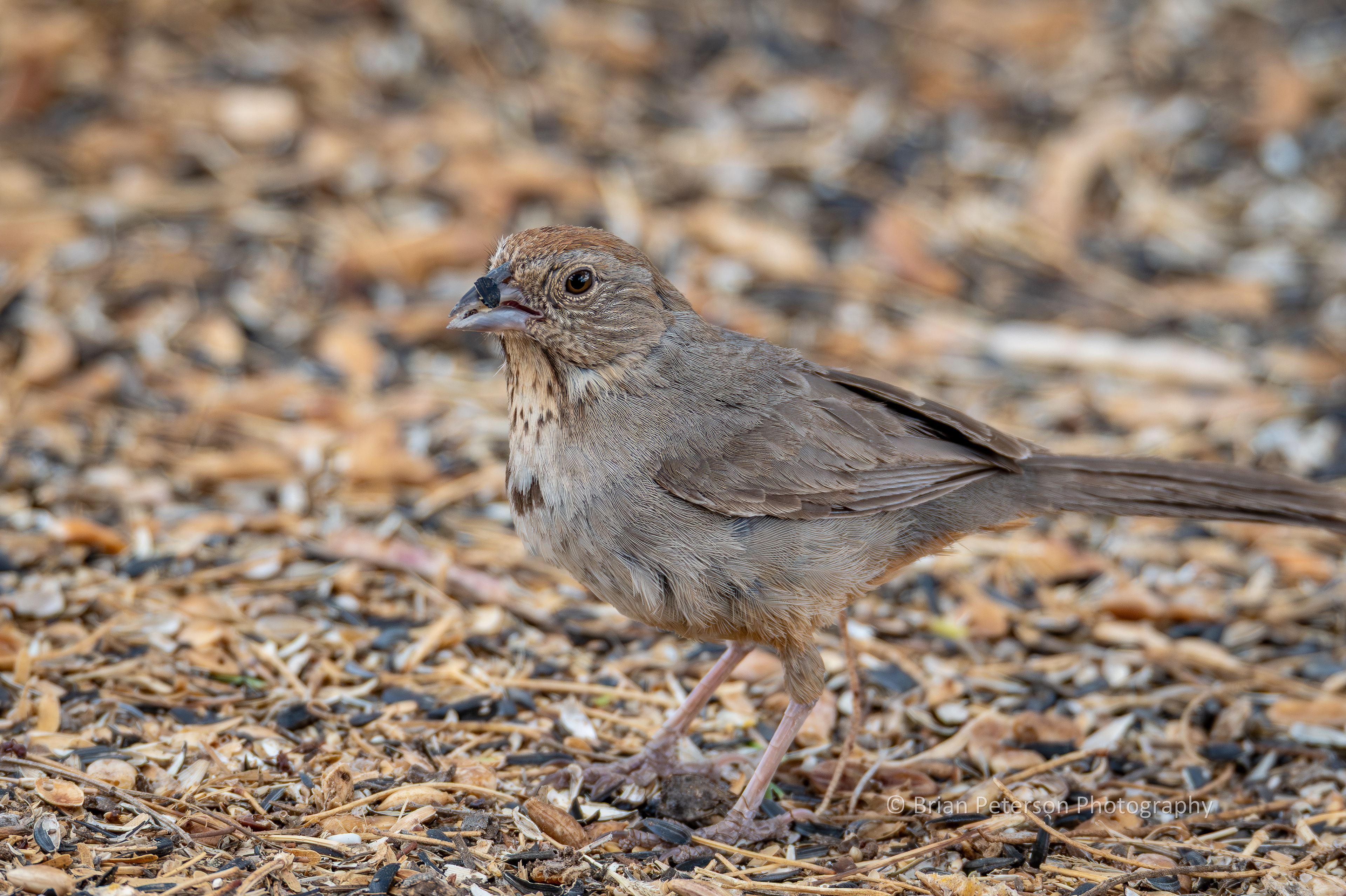 Canyon towhee has sunflower seed gunk stuck to the beak.