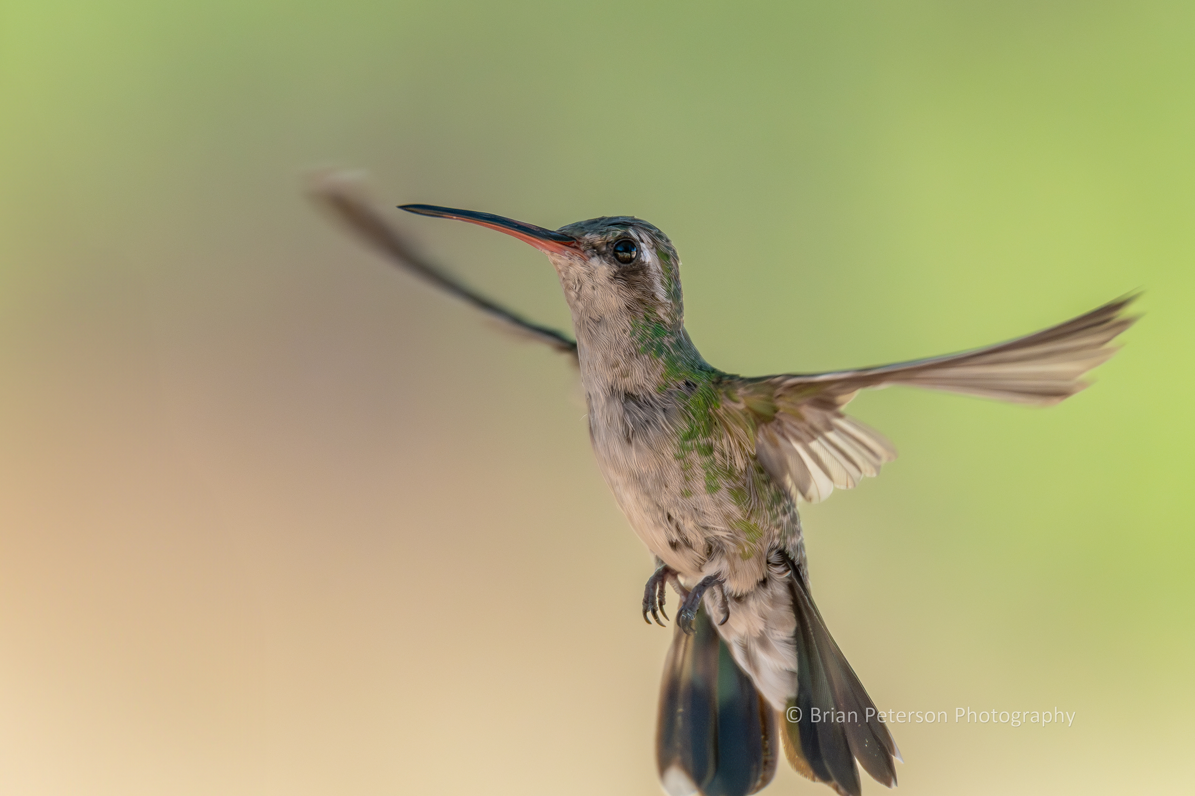 Female broad-billed hummingbird flying in my backyard.